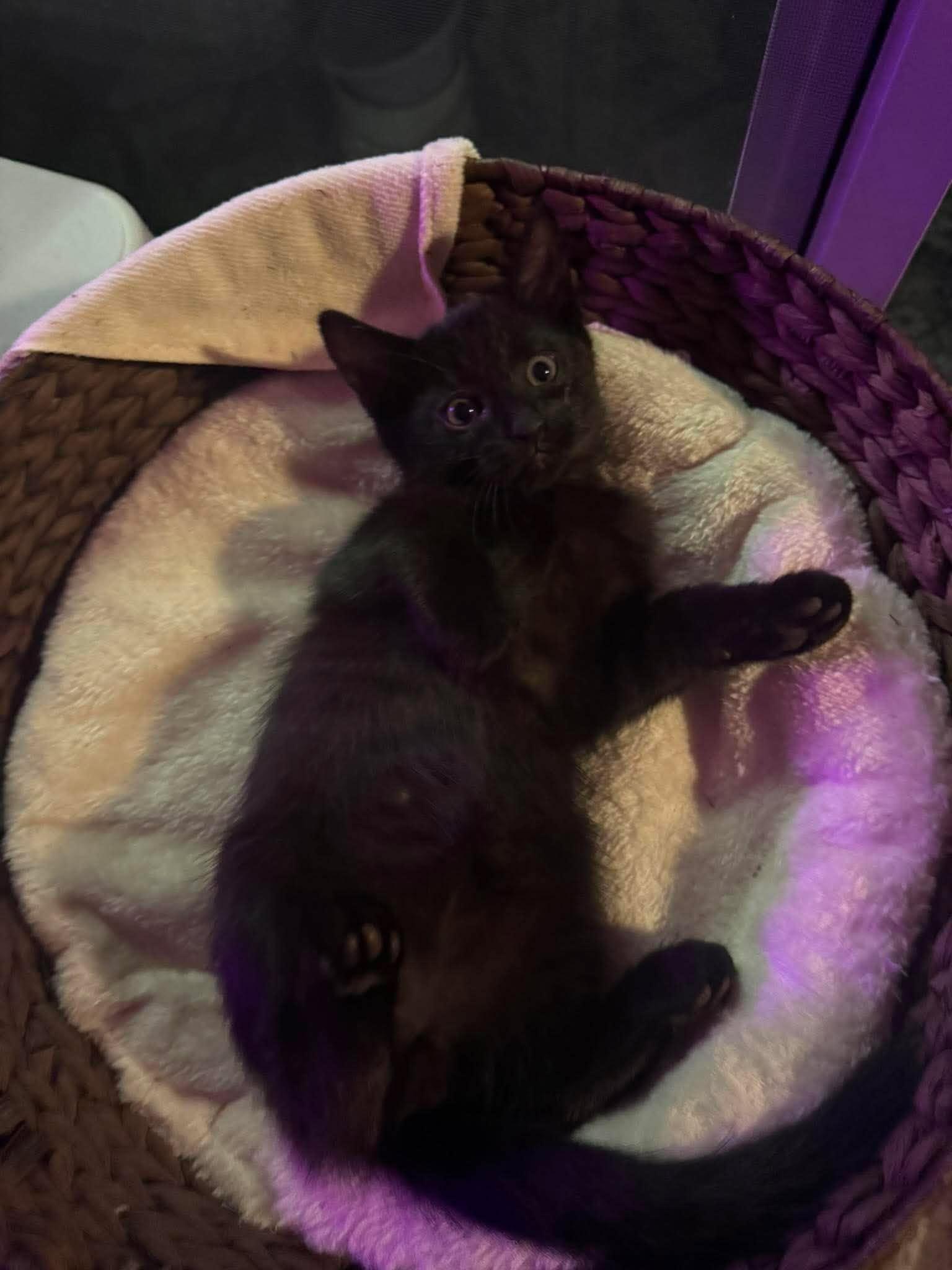 Charlie, an adopted Bombay in Hayward, CA image 1/3