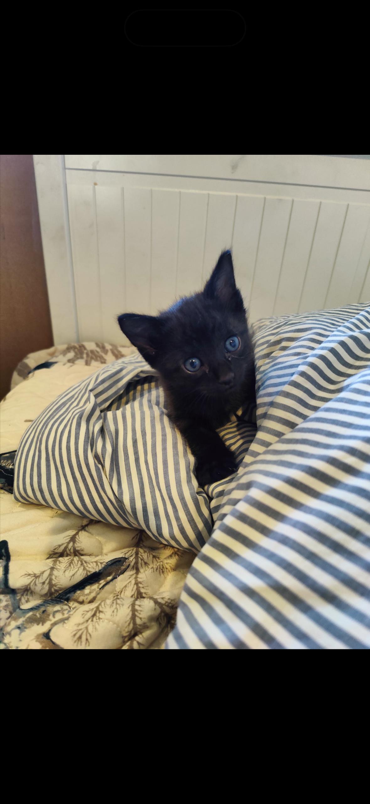 Charlie, an adopted Bombay in Hayward, CA image 3/3