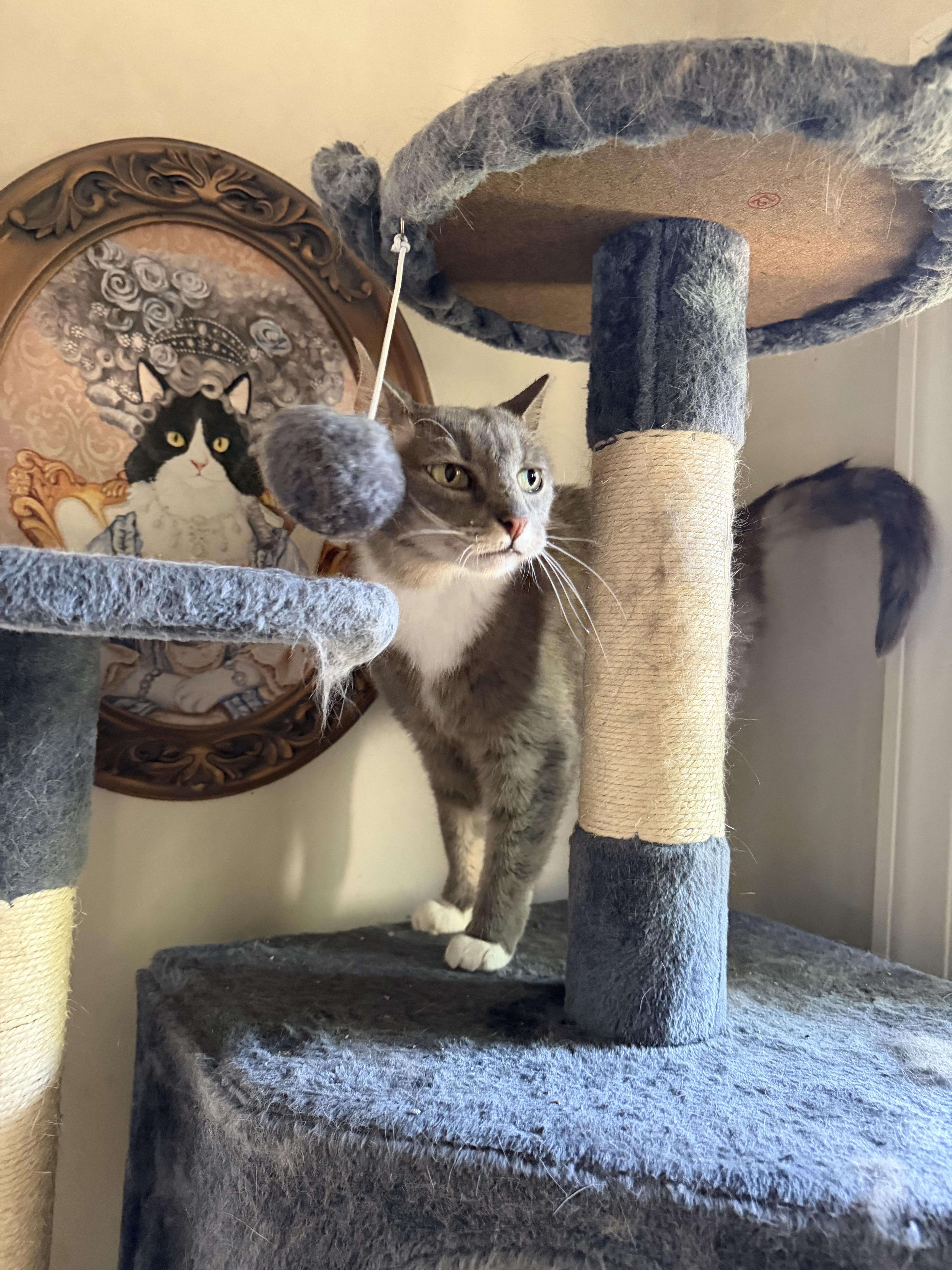 Enlarge Sweetie, a Adoptable Domestic Short Hair in Brick, NJ image 4/5