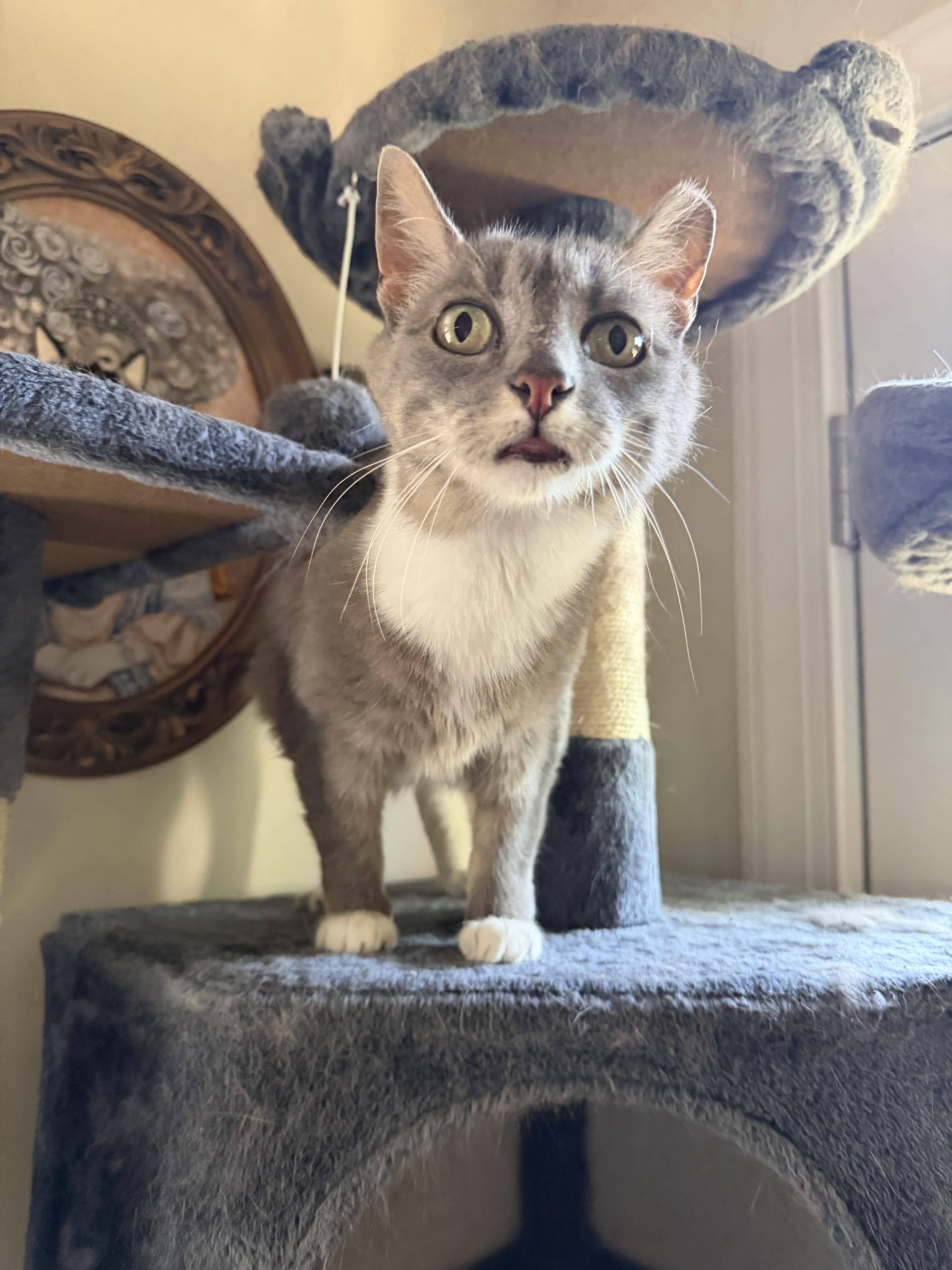 Enlarge Sweetie, a Adoptable Domestic Short Hair in Brick, NJ image 3/5
