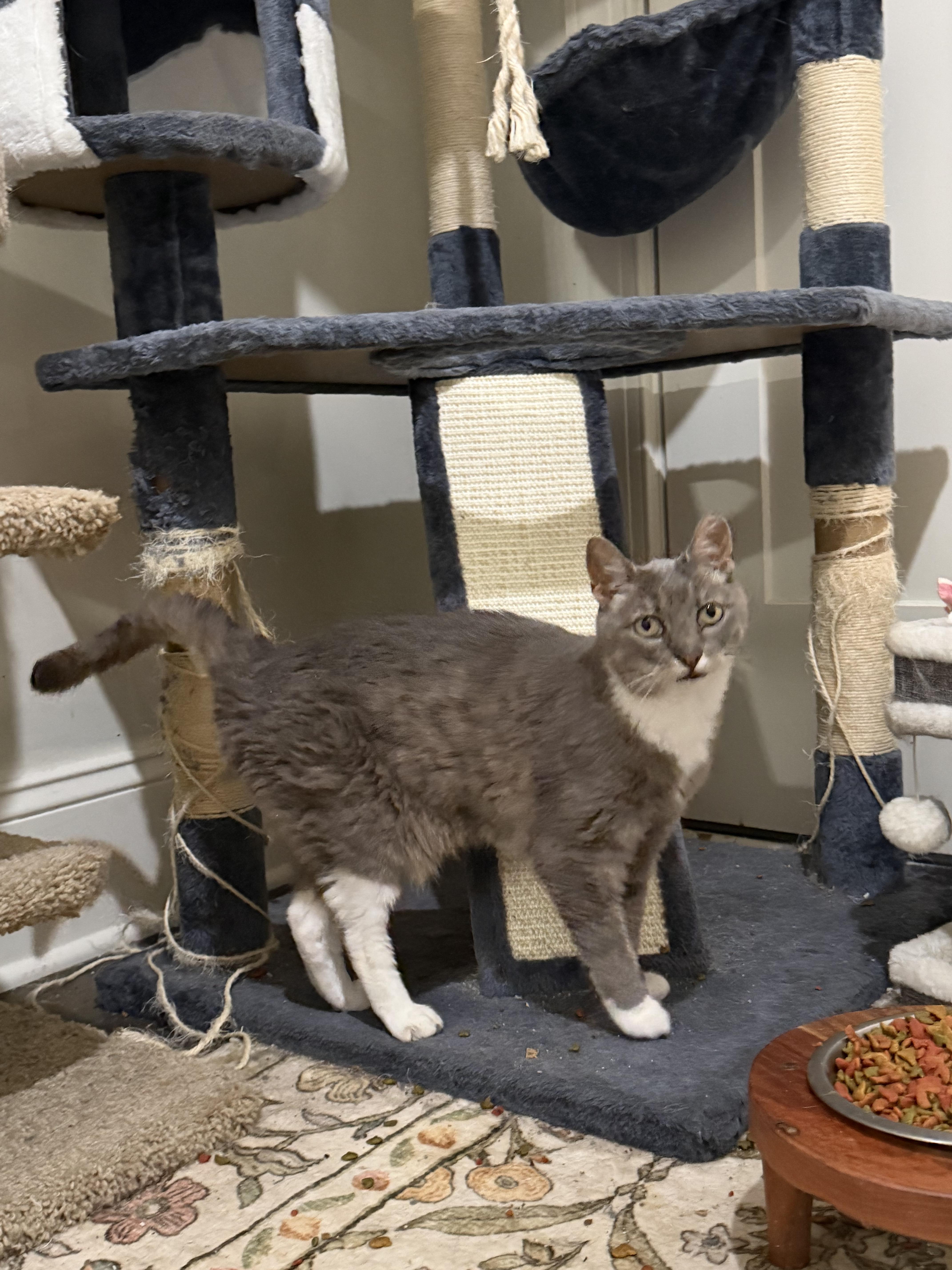 Enlarge Sweetie, a Adoptable Domestic Short Hair in Brick, NJ image 5/5