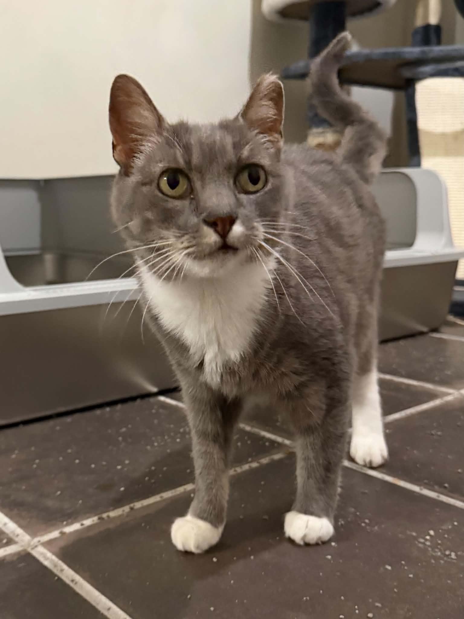 Enlarge Sweetie, a Adoptable Domestic Short Hair in Brick, NJ image 2/5