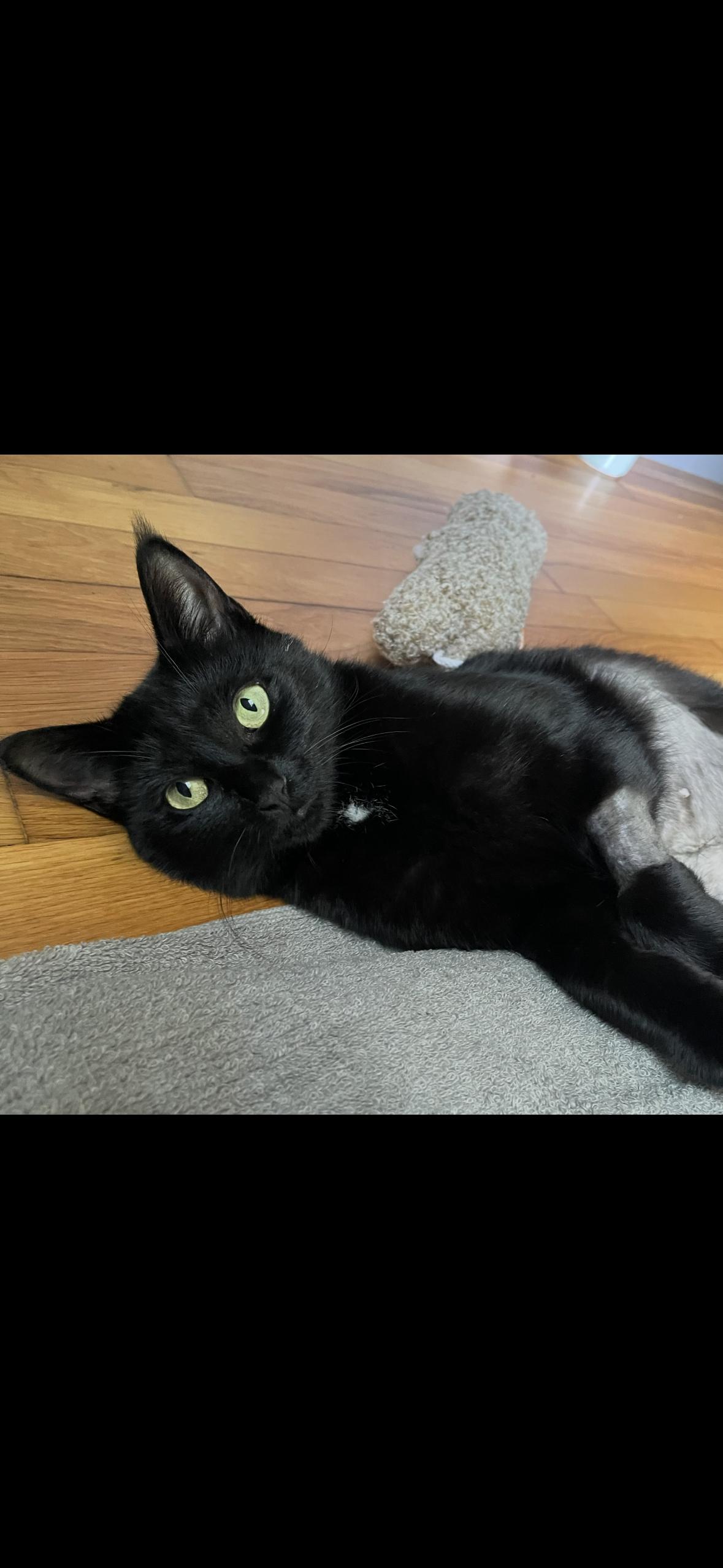 Enlarge Sookie, a Adopted Domestic Short Hair in Stamford, CT image 1/3