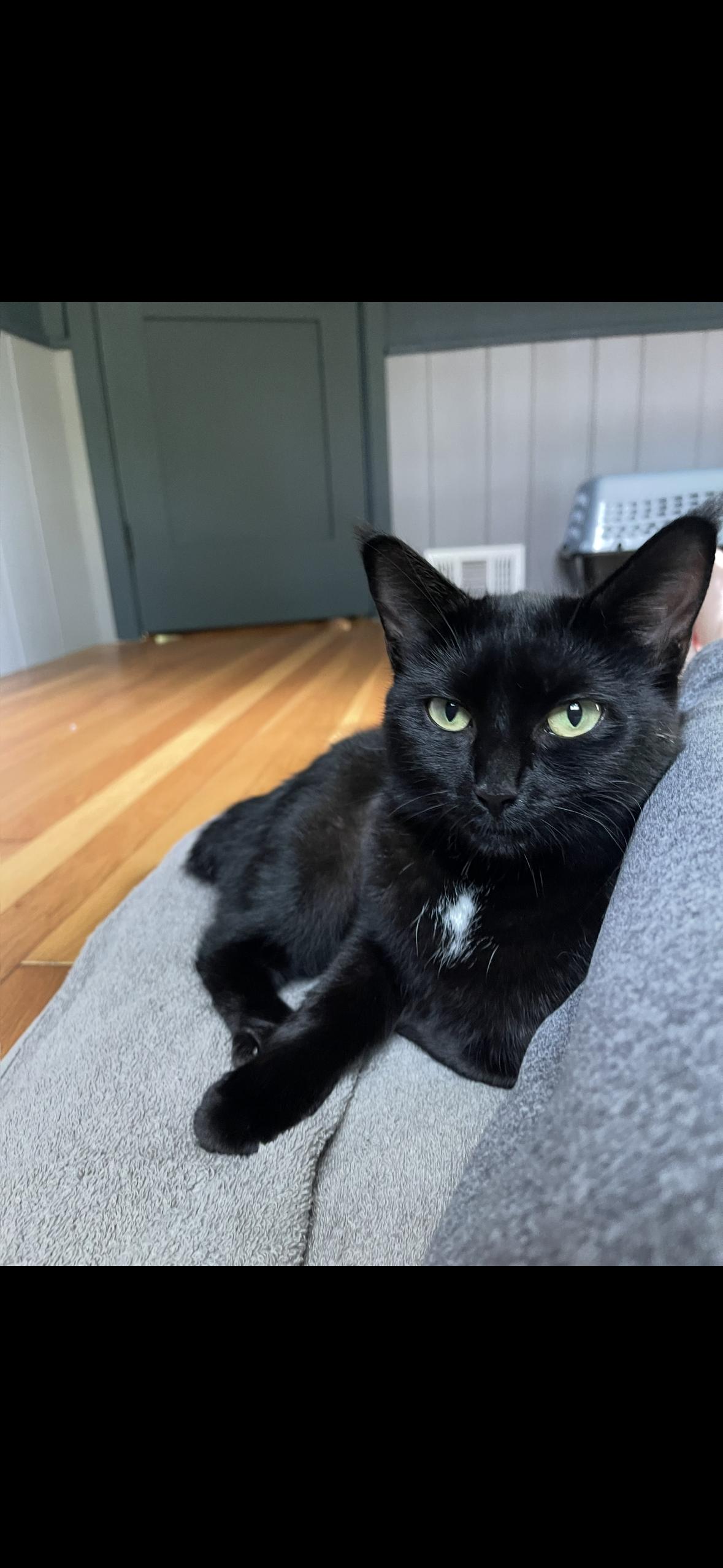 Enlarge Sookie, a Adopted Domestic Short Hair in Stamford, CT image 2/3