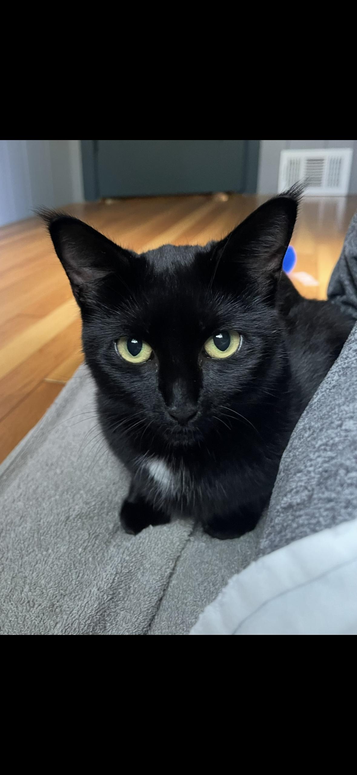 Enlarge Sookie, a Adopted Domestic Short Hair in Stamford, CT image 3/3