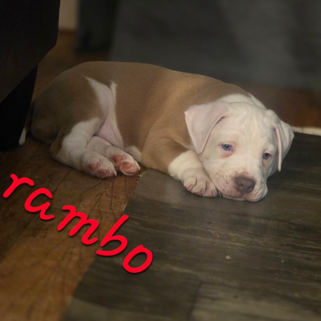 Enlarge Rambo, a Adoptable mixed breed in Oceanside, NY image 2/6