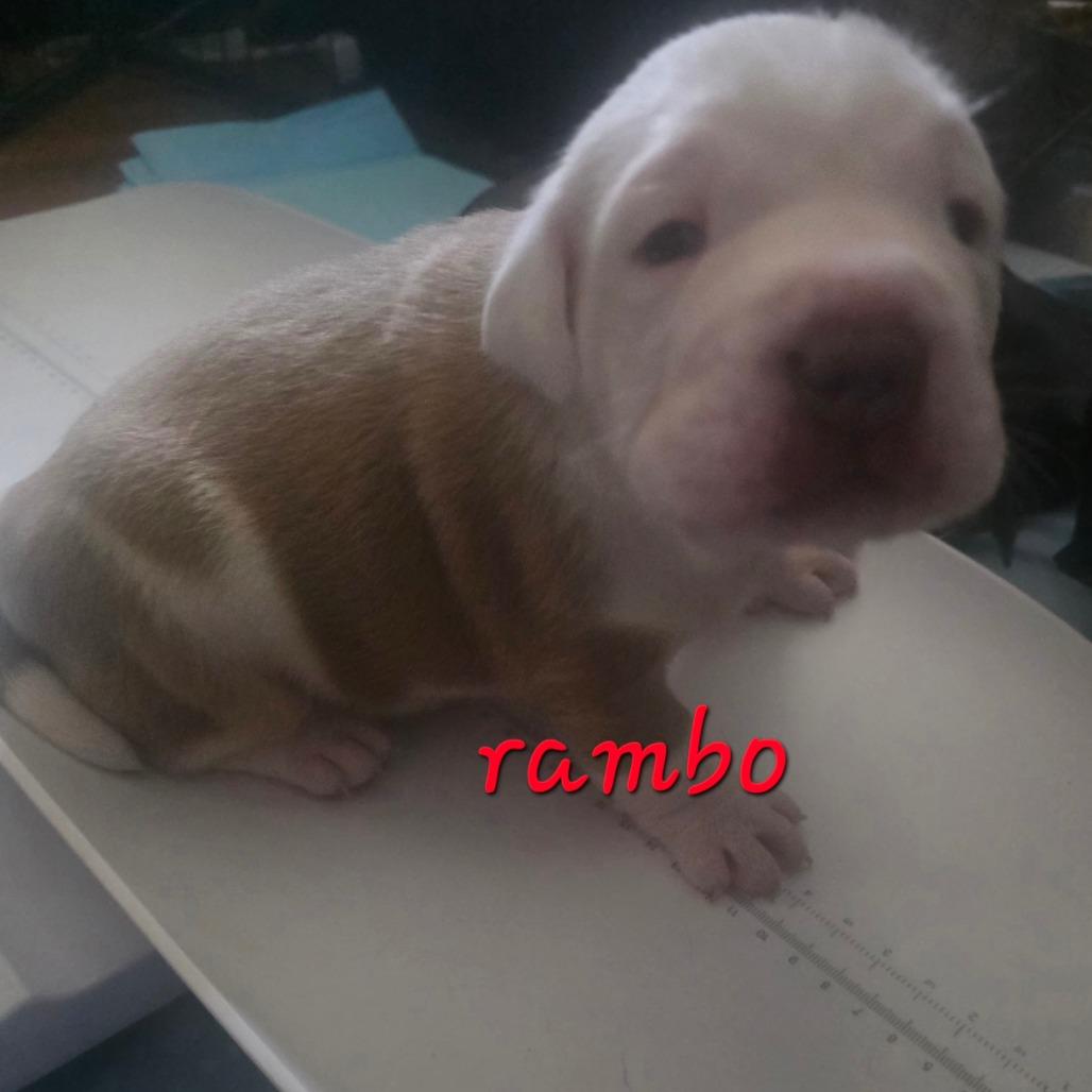 Enlarge Rambo, a Adoptable mixed breed in Oceanside, NY image 3/6