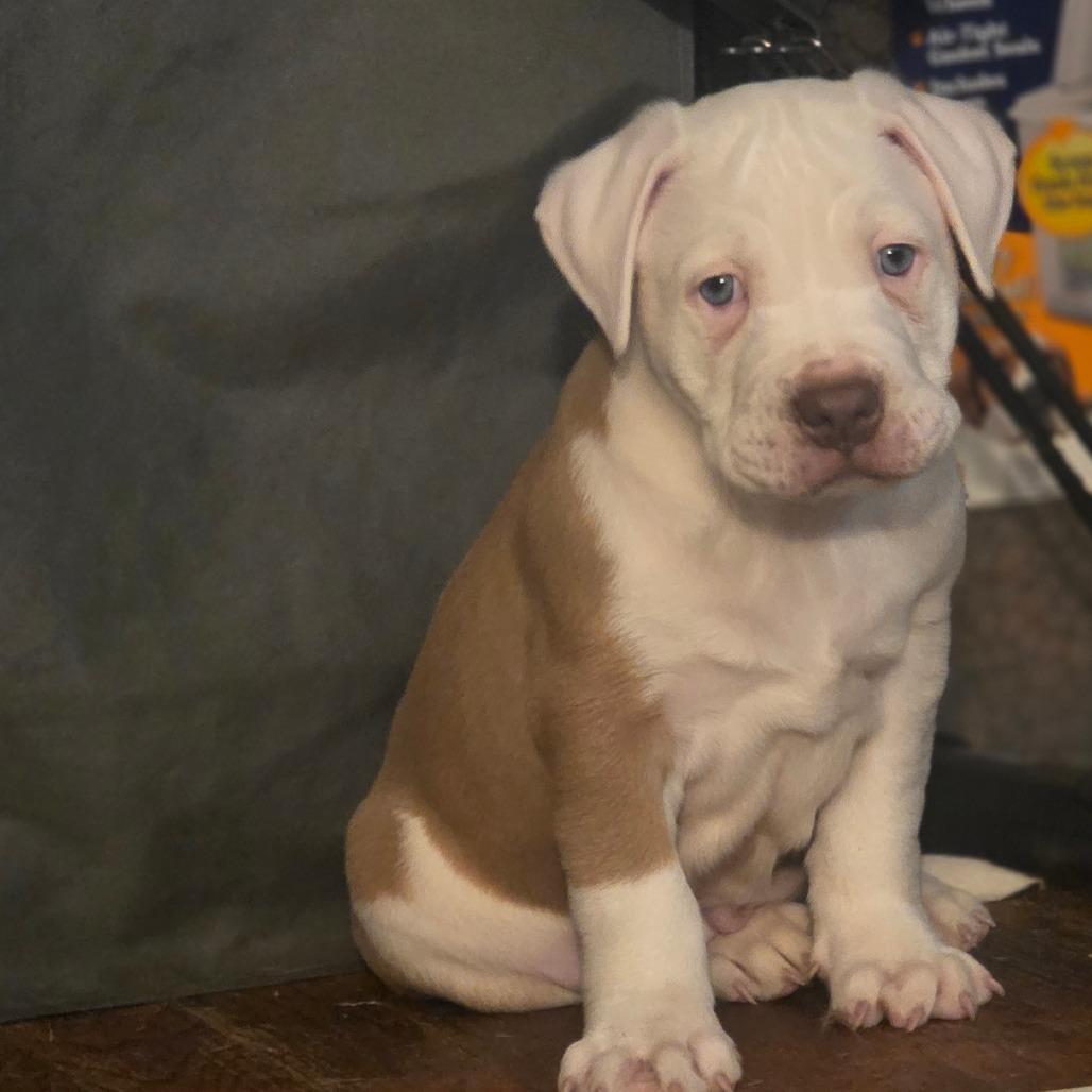 Enlarge Rambo, a Adoptable mixed breed in Oceanside, NY image 4/6