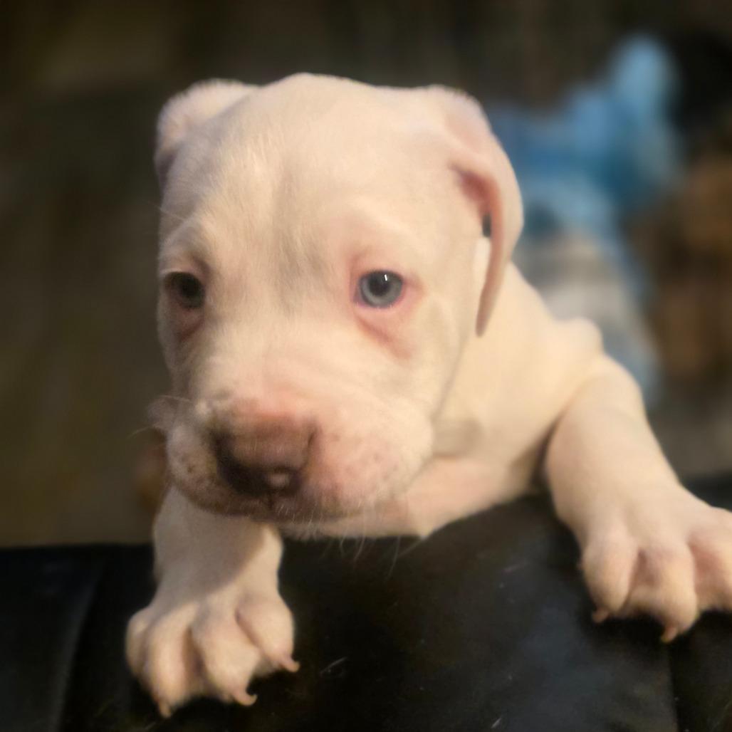 Enlarge Rambo, a Adoptable mixed breed in Oceanside, NY image 5/6