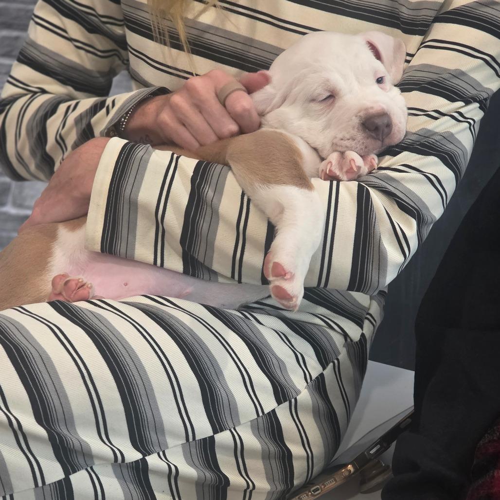 Enlarge Rambo, a Adoptable mixed breed in Oceanside, NY image 6/6