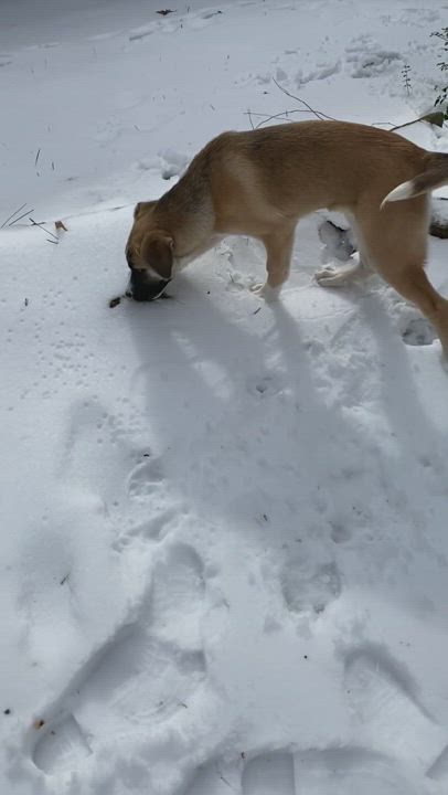 Enlarge Rose, a Adopted mixed breed in Stanley, NC video 5/9