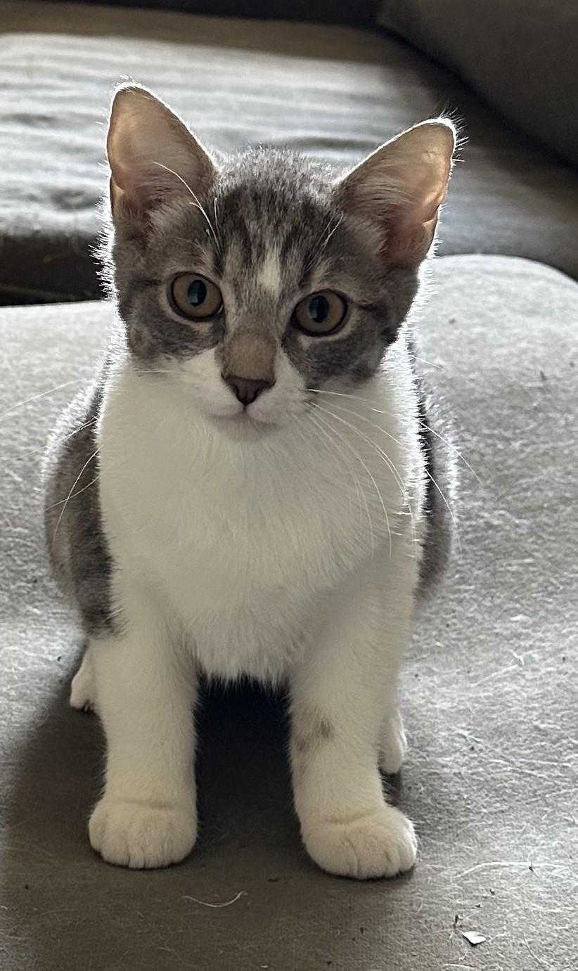 Enlarge Cashew- A Gentle Soul Looking for Patience and Love, a ADOPTABLE Domestic Short Hair in Prescott, AZ image 2/2