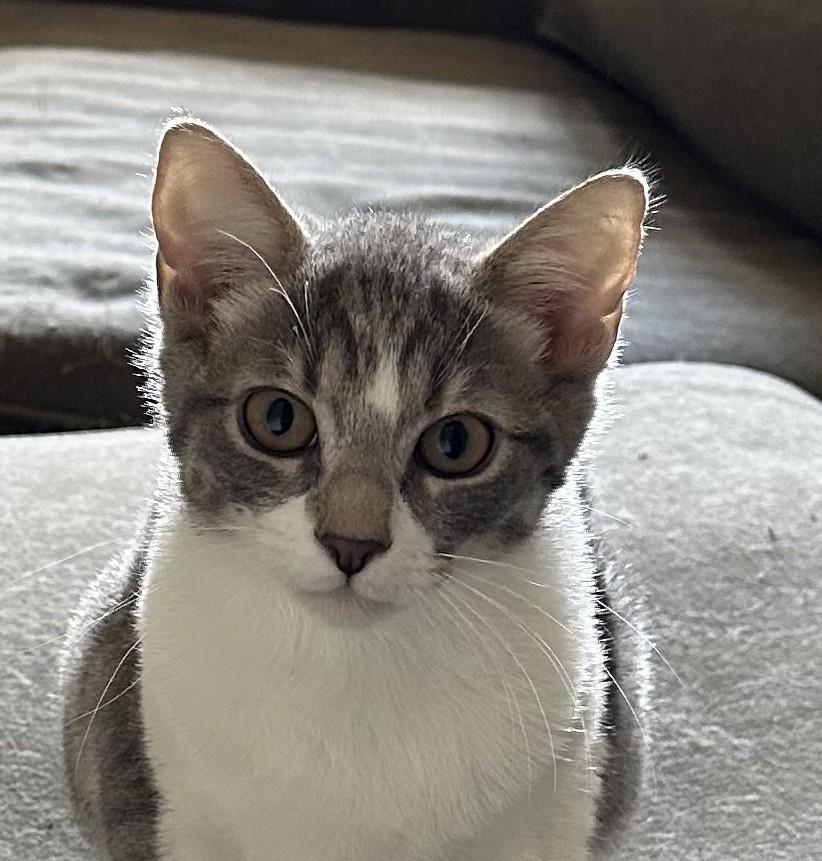 Cashew- A Gentle Soul Looking for Patience and Love, ADOPTABLE, Kitten Female Domestic Short Hair.