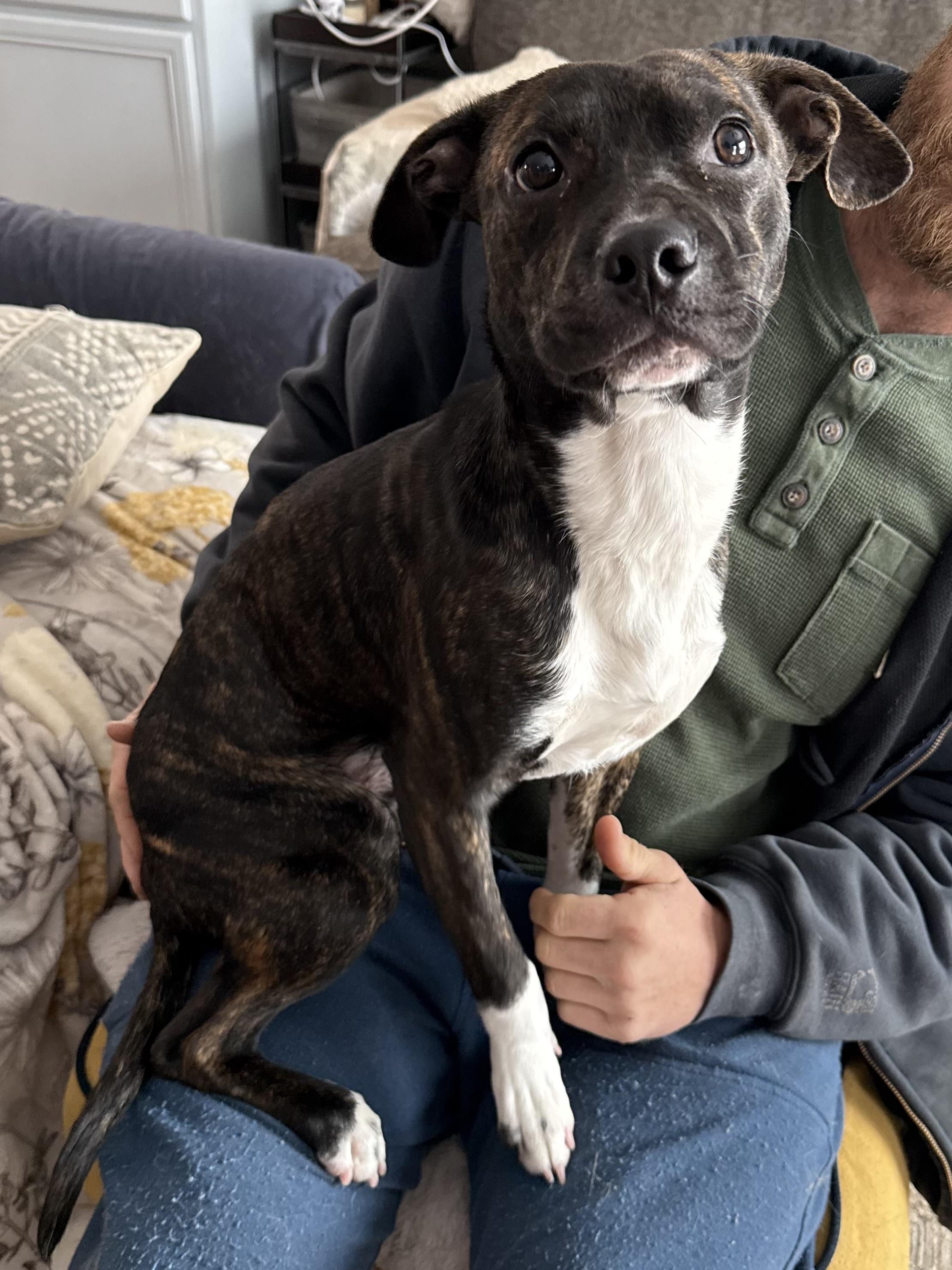 Enlarge Jalapeño , a ADOPTABLE Mixed Breed in Succasunna, NJ image 2/6