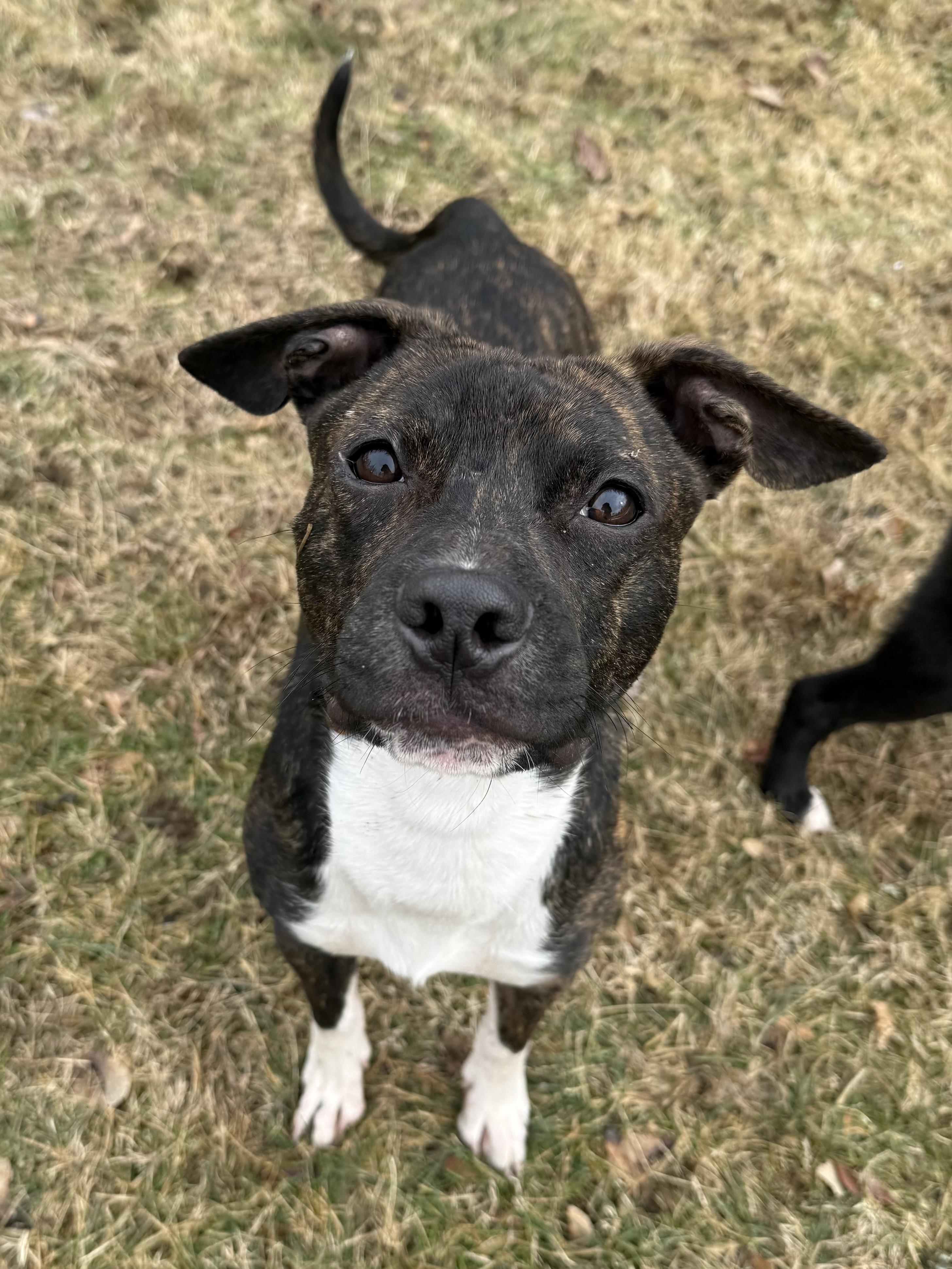 Enlarge Jalapeño , a ADOPTABLE Mixed Breed in Succasunna, NJ image 4/6