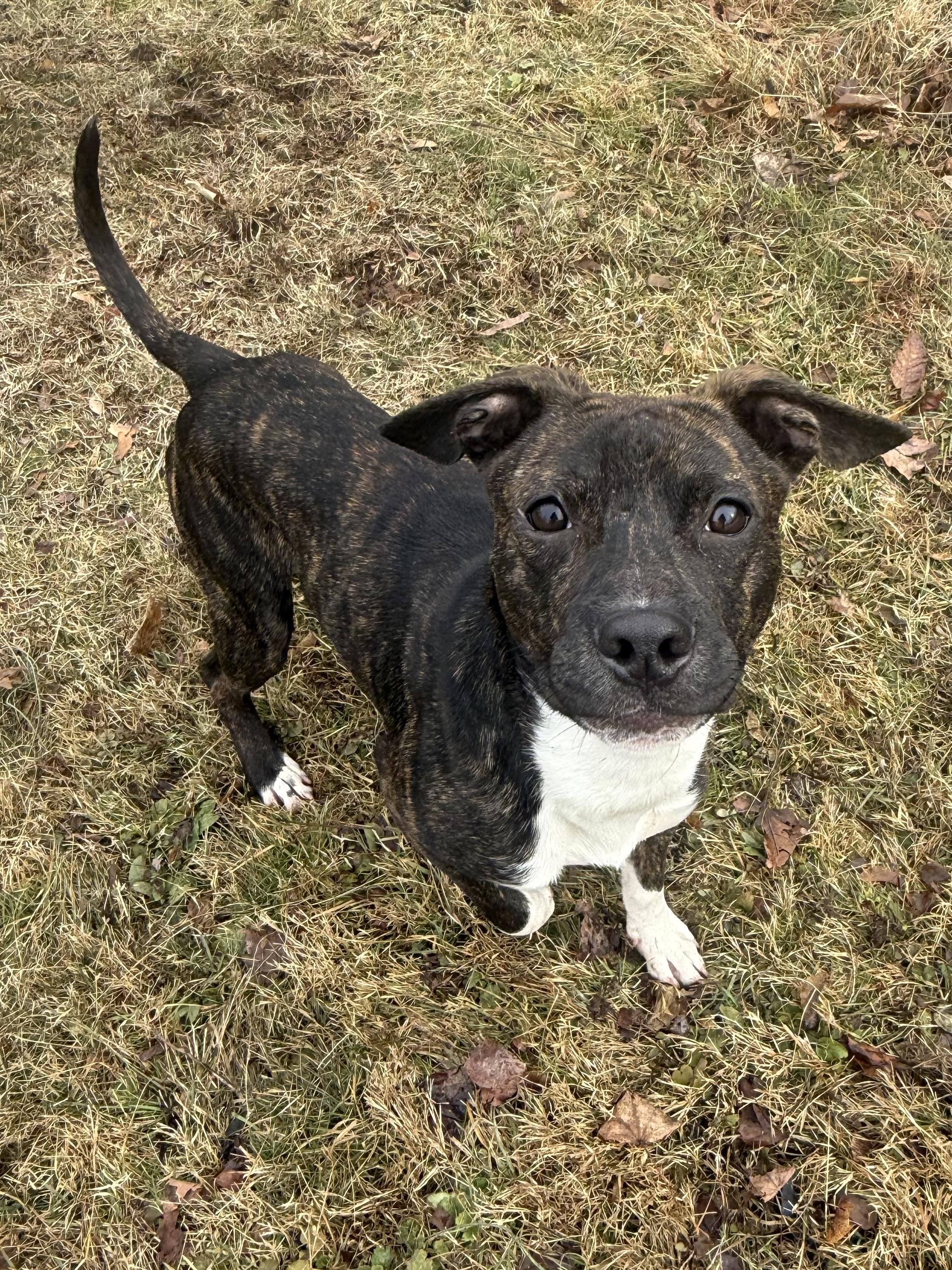 Enlarge Jalapeño , a ADOPTABLE Mixed Breed in Succasunna, NJ image 3/6
