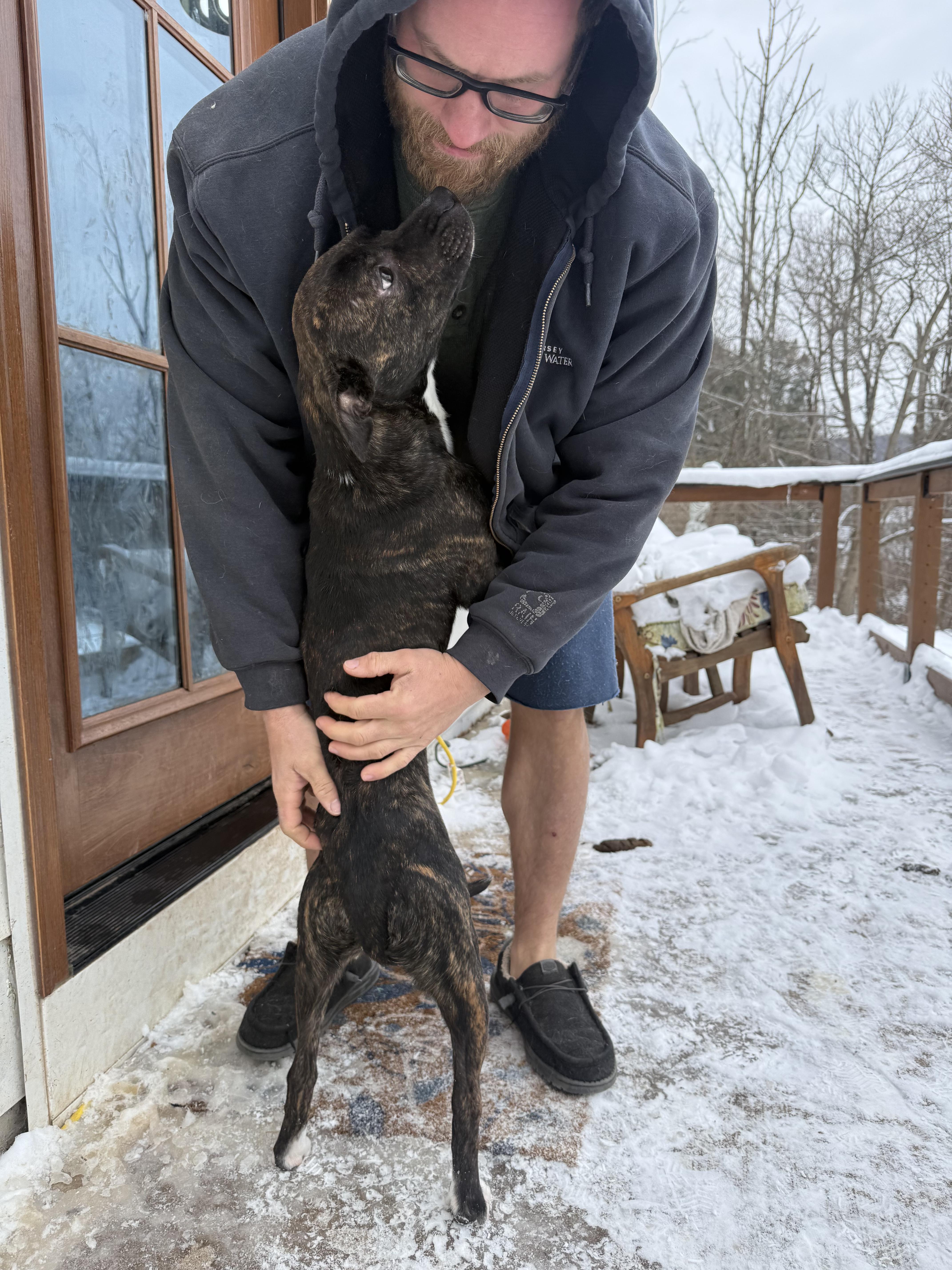 Enlarge Jalapeño , a ADOPTABLE Mixed Breed in Succasunna, NJ image 5/6