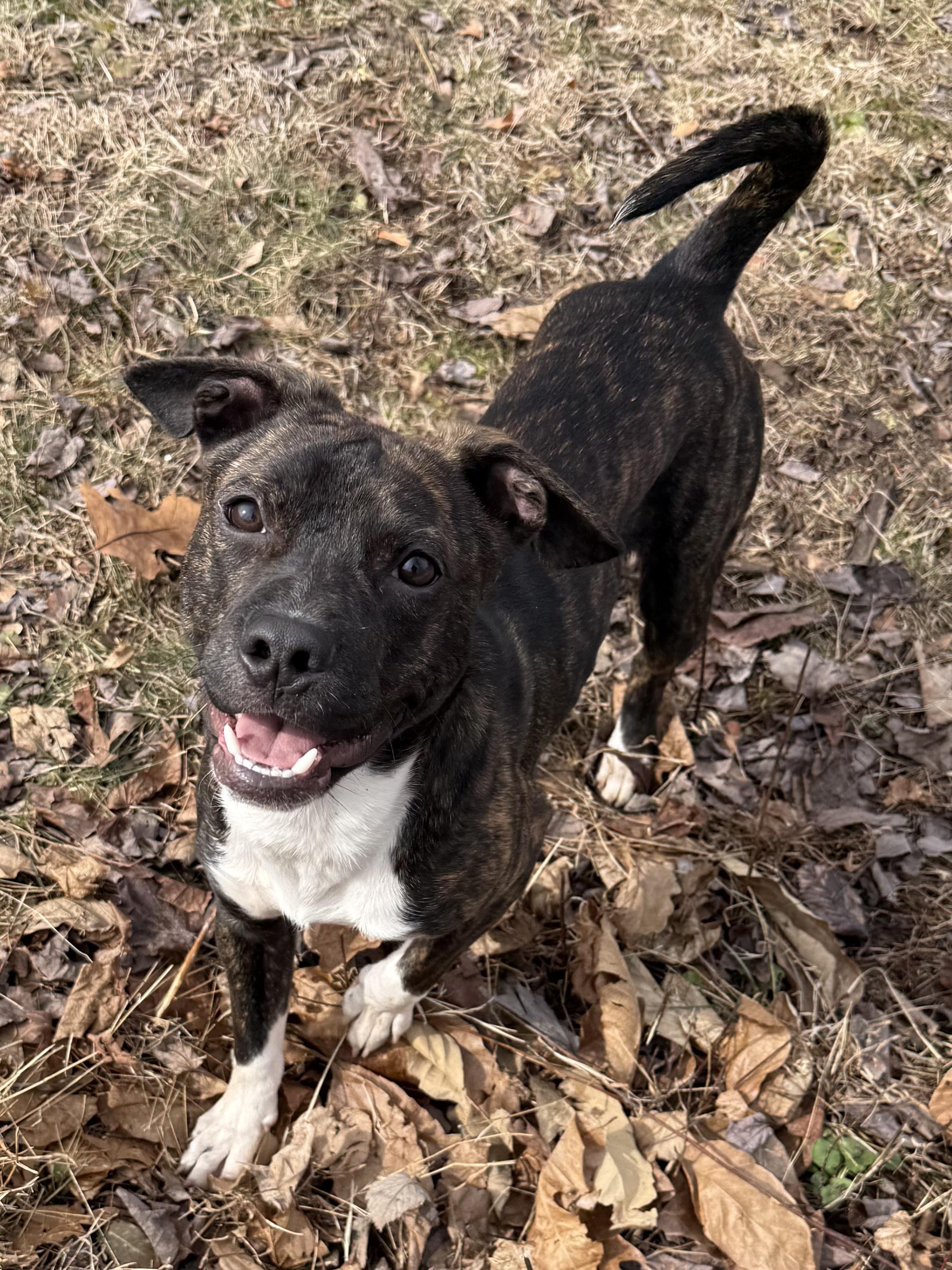Enlarge Jalapeño , a ADOPTABLE Mixed Breed in Succasunna, NJ image 6/6