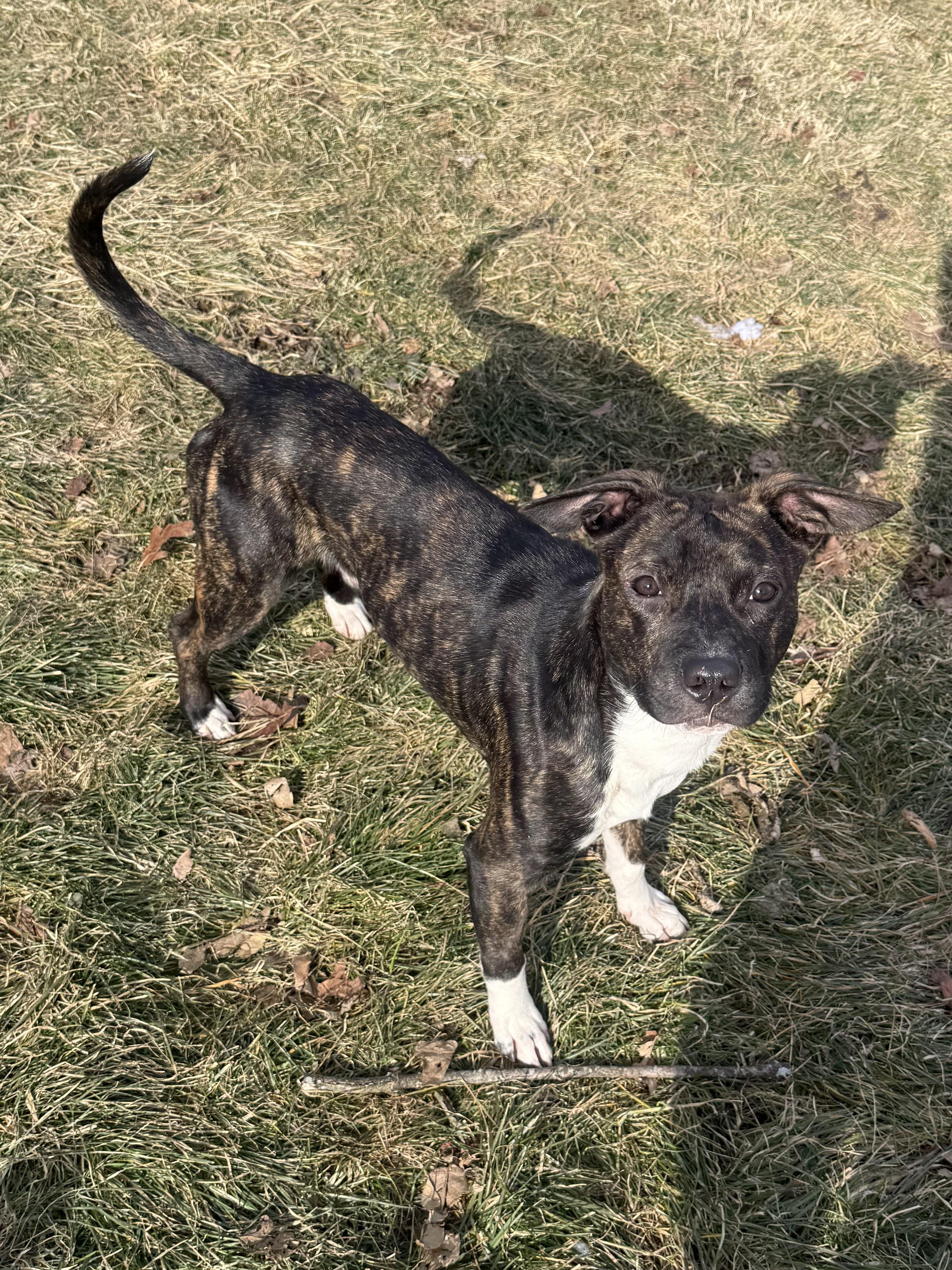 Jalapeño , ADOPTABLE, Young Male Mixed Breed.