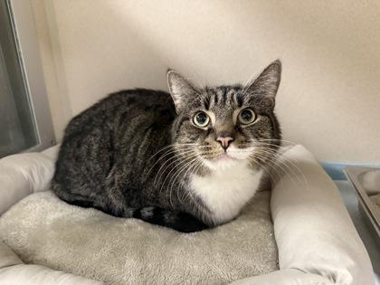 Kratos, Adoptable, Adult Male Domestic Short Hair & Domestic Short Hair.