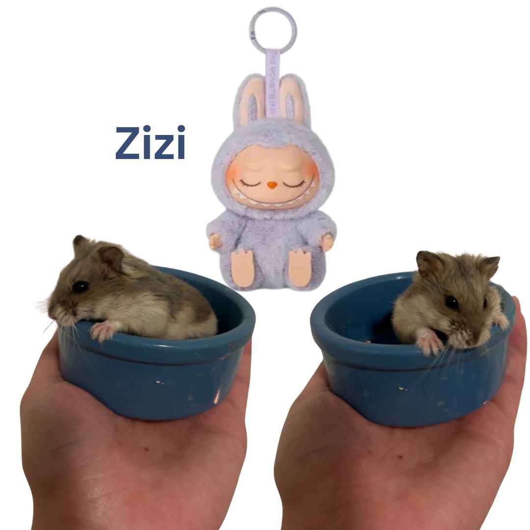 Enlarge Zizi, a Adoptable mixed breed in Ripon, CA image 1/1