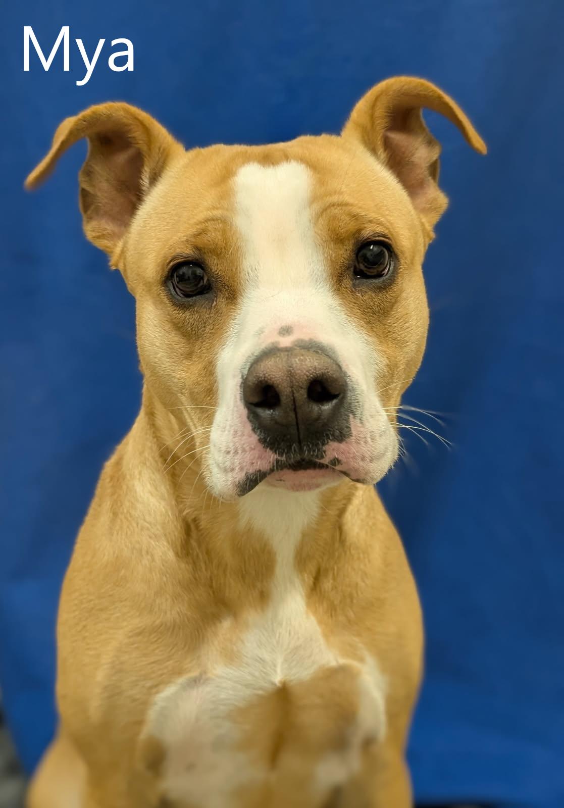 Enlarge Mya, a ADOPTABLE mixed breed in Mount Vernon, OH image 1/3