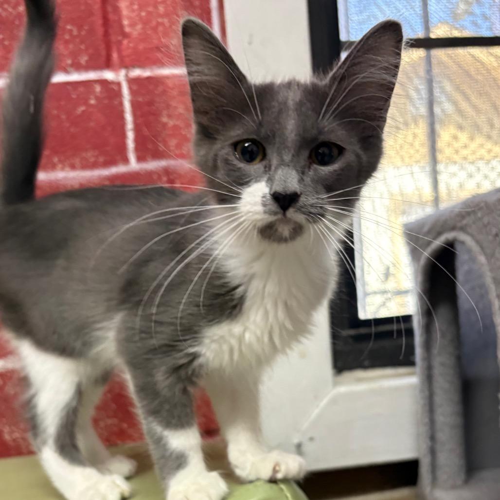Enlarge Taz, a Adoptable Domestic Short Hair in Laredo, TX image 1/3