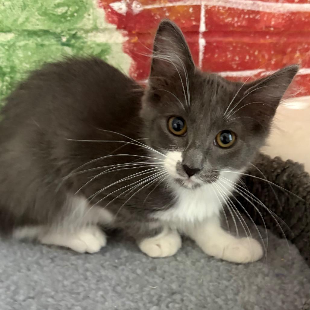 Enlarge Taz, a Adoptable Domestic Short Hair in Laredo, TX image 2/3