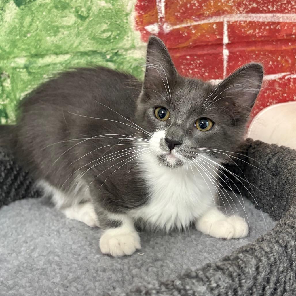Enlarge Taz, a Adoptable Domestic Short Hair in Laredo, TX image 3/3