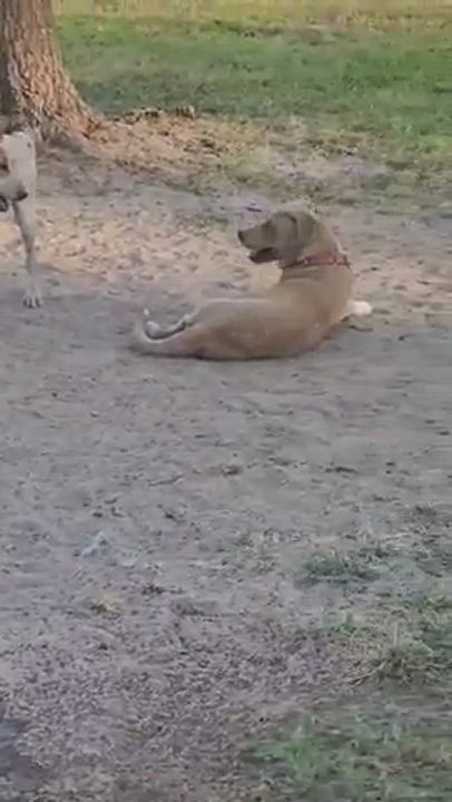 Enlarge Blondie, a Adopted mixed breed in COVINGTON, WA video 1/7