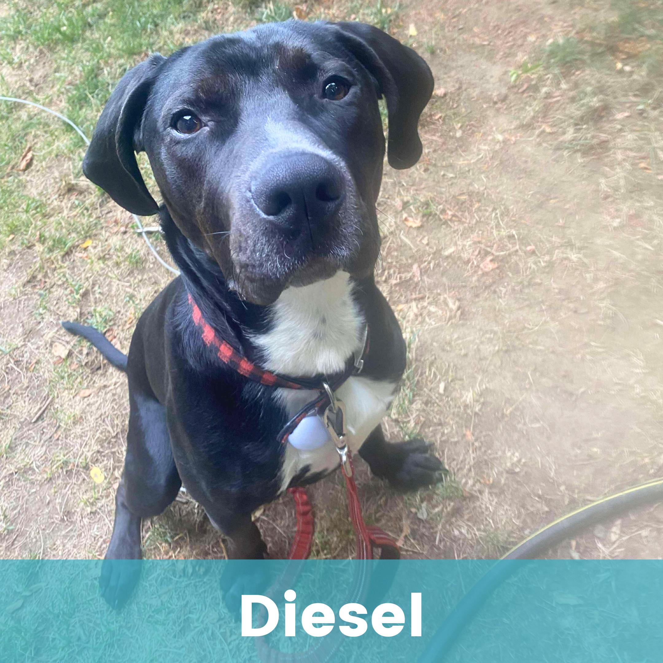 Diesel, a Adoptable mixed breed in Rochester , NY image 1/5