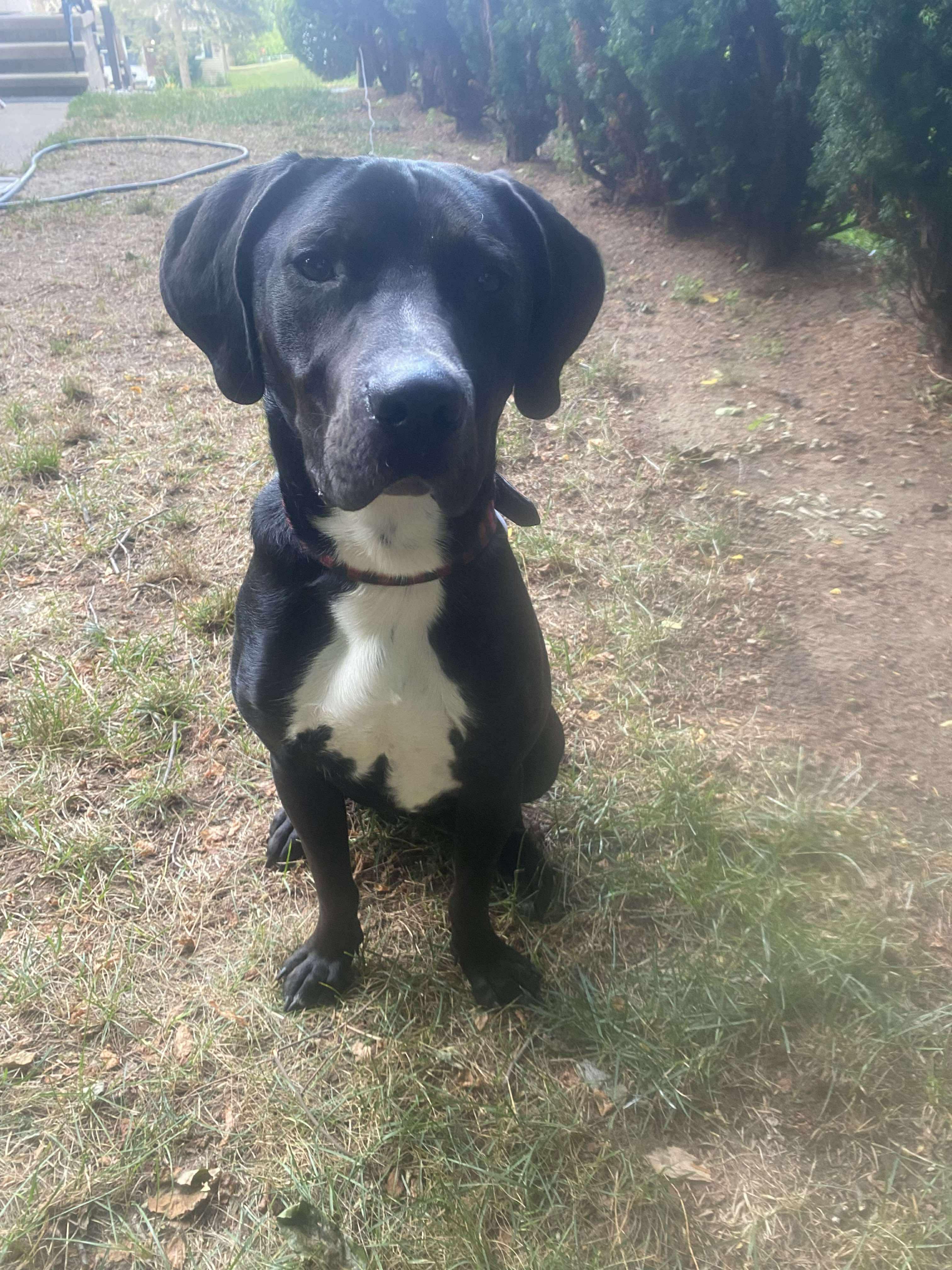 Diesel, a Adoptable mixed breed in Rochester , NY image 4/5