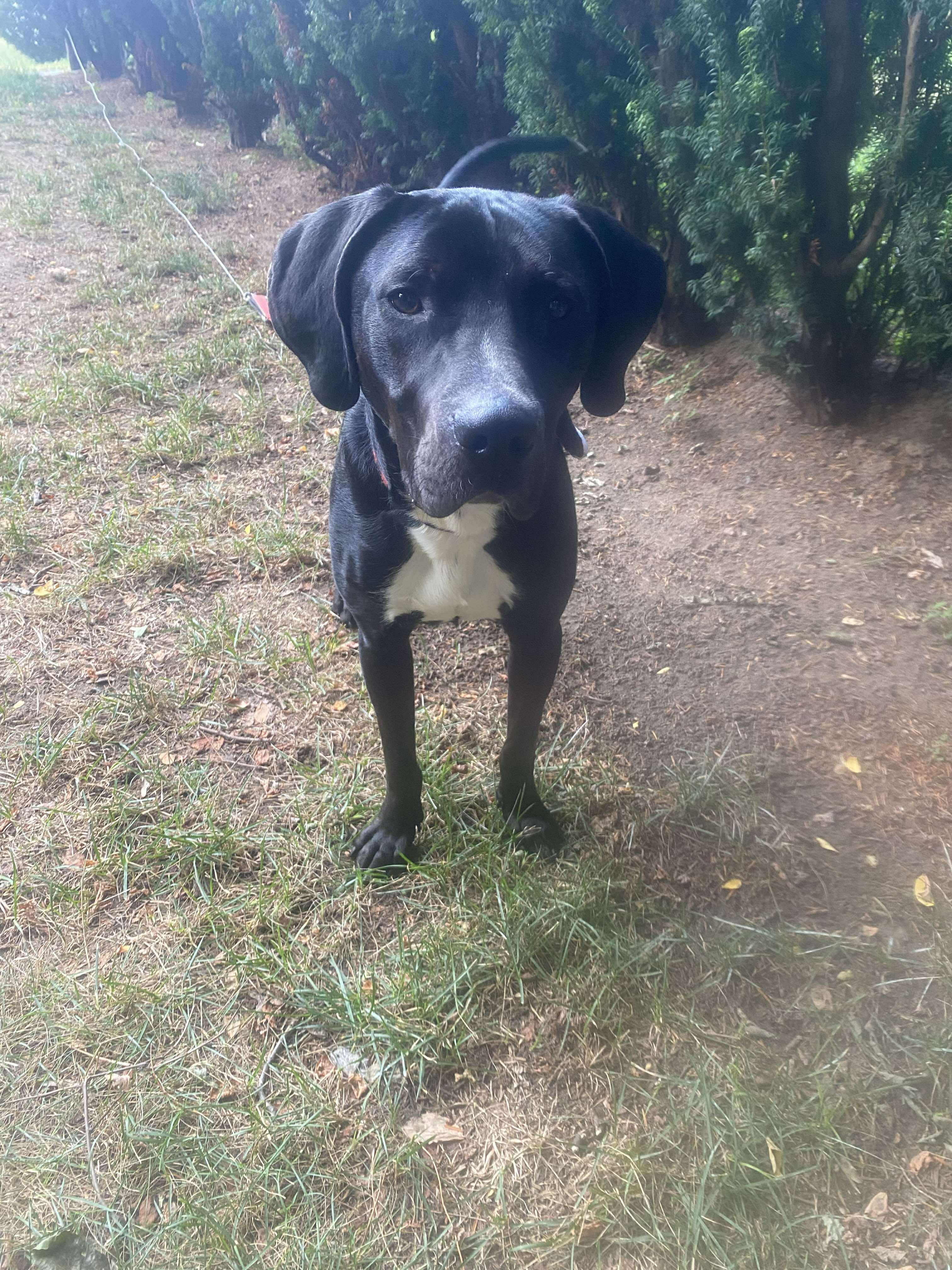 Diesel, a Adoptable mixed breed in Rochester , NY image 5/5