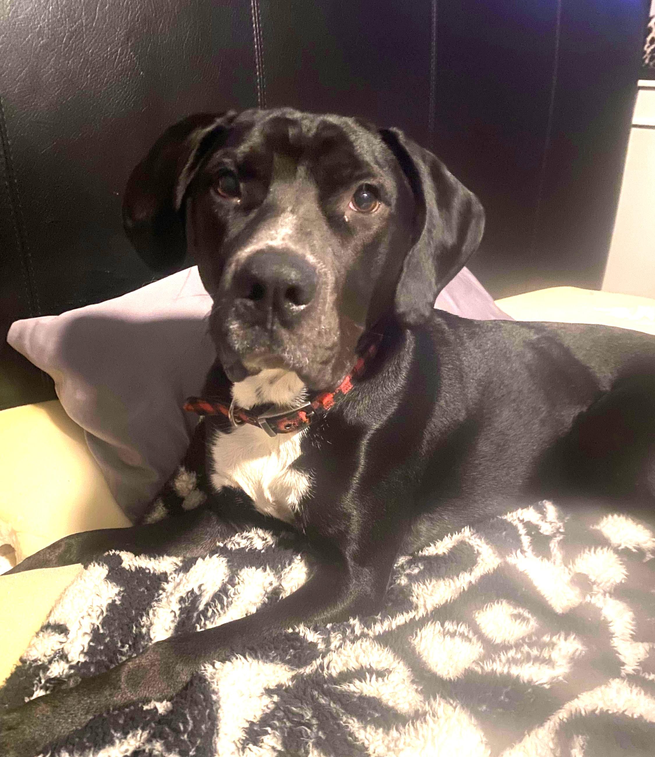 Diesel, a Adoptable mixed breed in Rochester , NY image 2/5