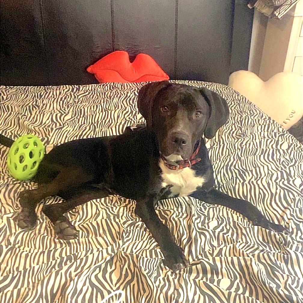 Diesel, a Adoptable mixed breed in Rochester , NY image 3/5