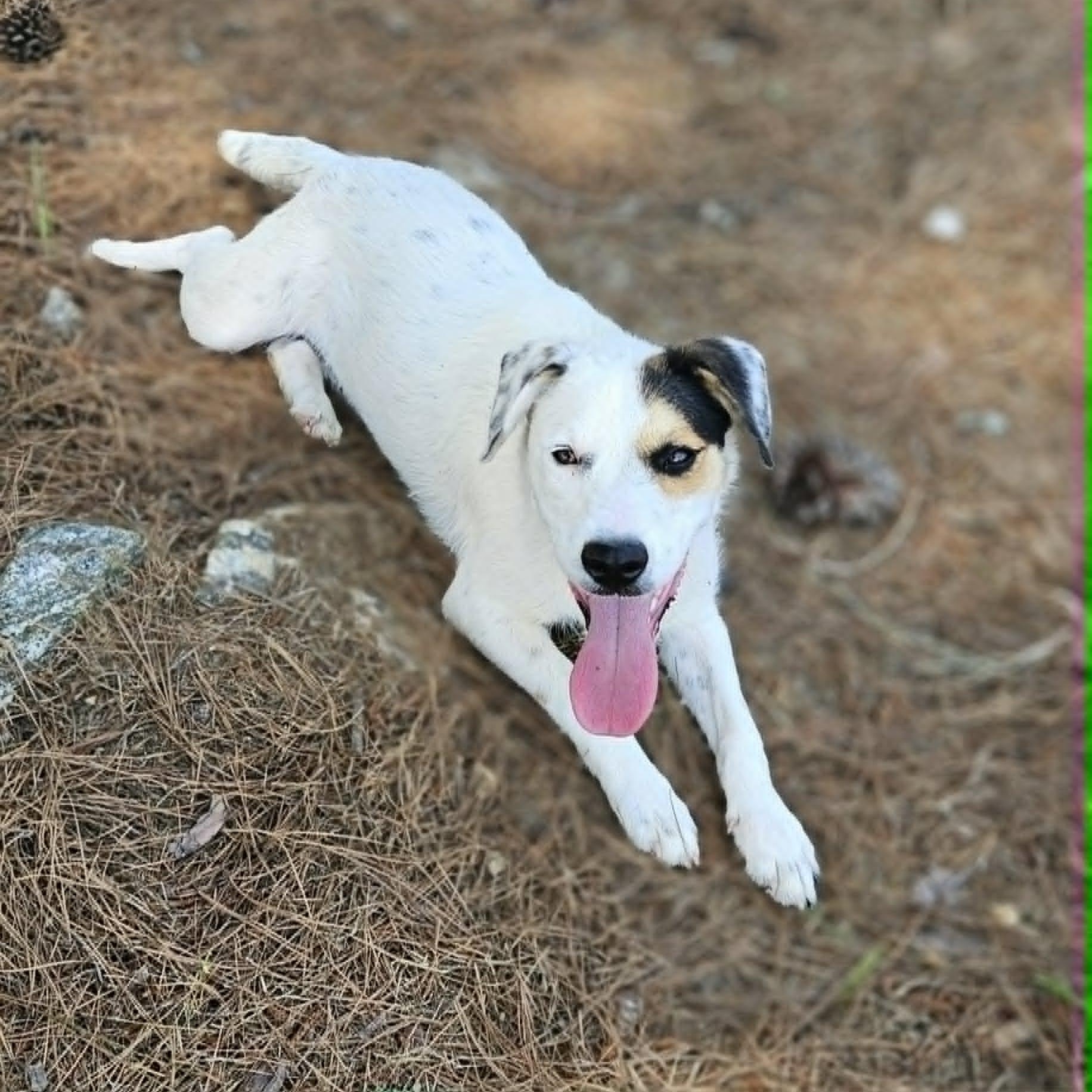 Domino, ADOPTABLE, Young Female Mixed Breed.