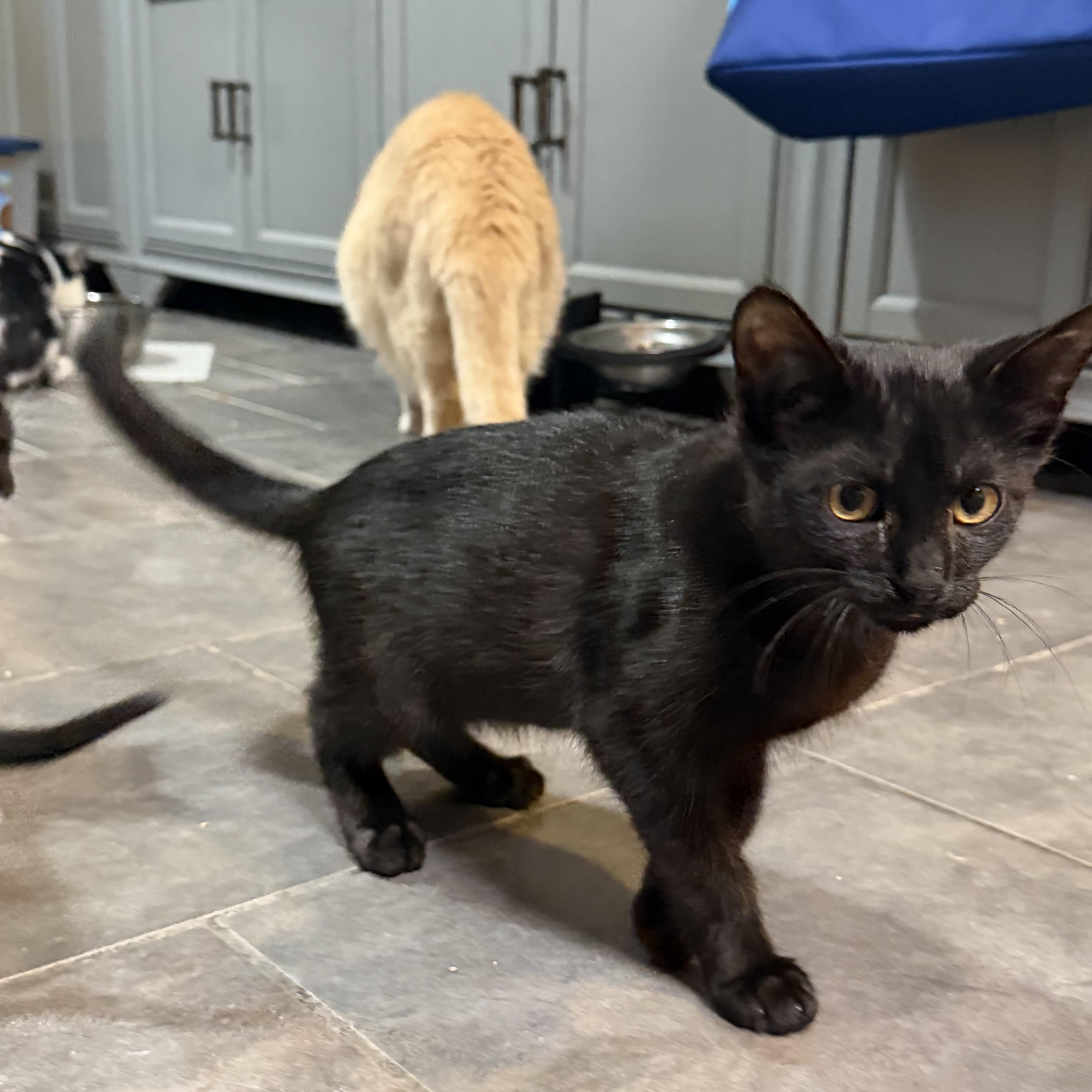 Enlarge Ashe, a Adoptable Domestic Short Hair in GALESVILLE, WI image 3/6