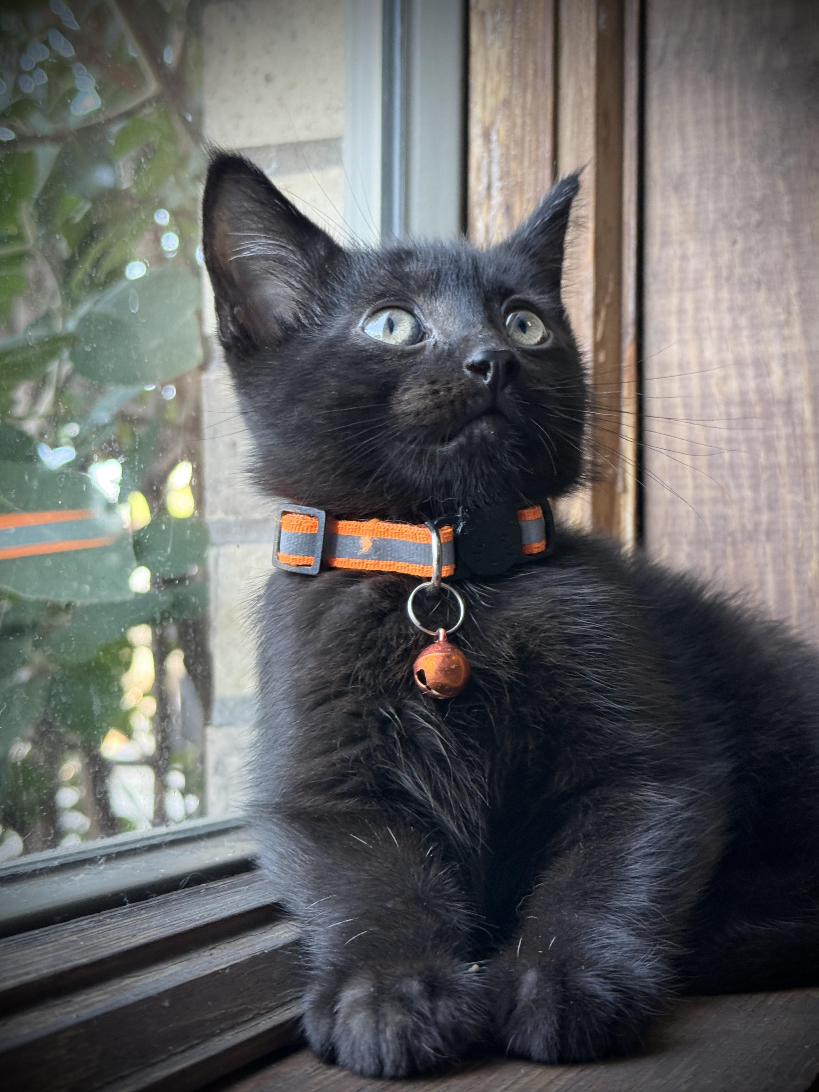 Enlarge Ashe, a Adoptable Domestic Short Hair in GALESVILLE, WI image 4/6