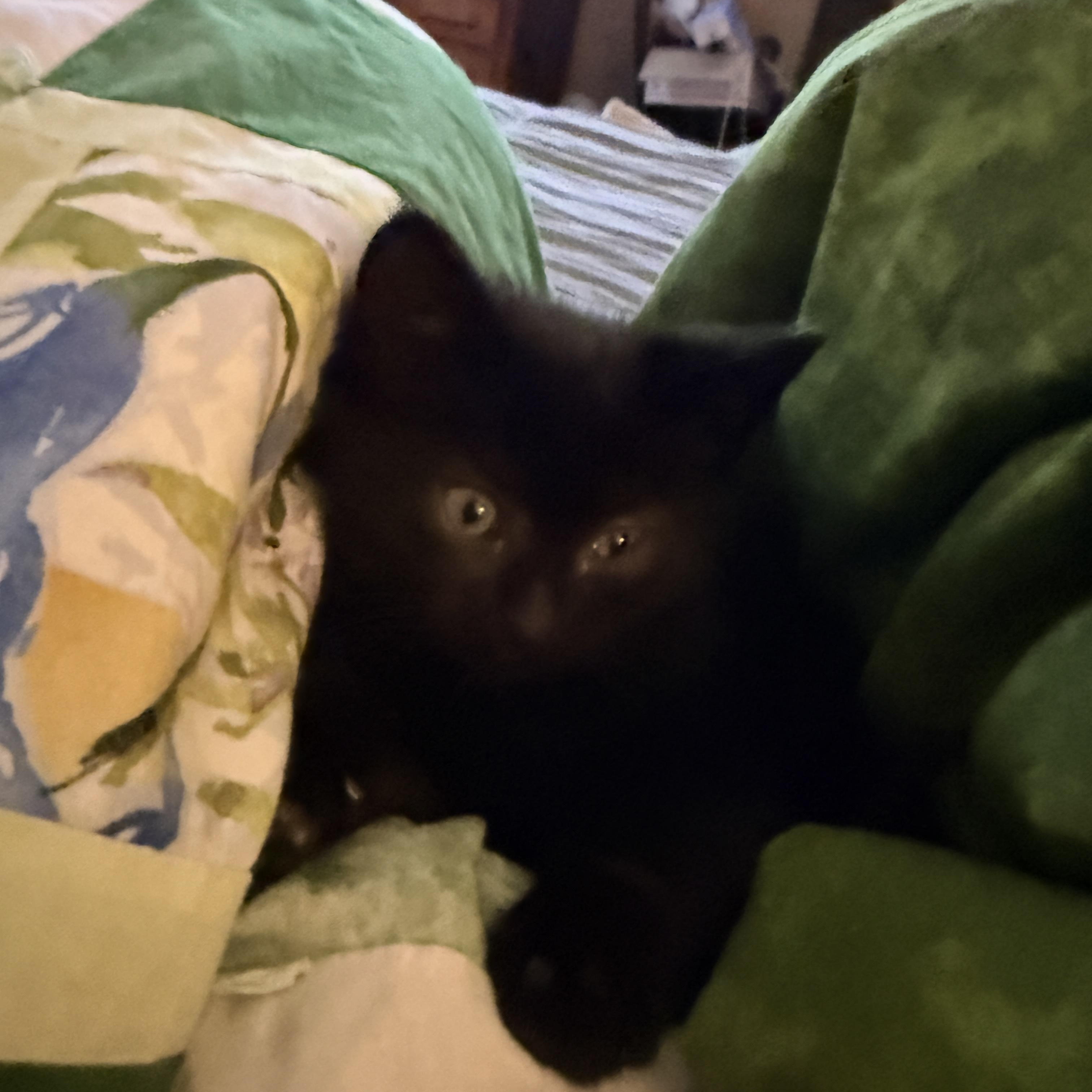 Enlarge Ashe, a Adoptable Domestic Short Hair in GALESVILLE, WI image 6/6