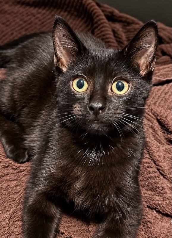 Enlarge Ashe, a Adoptable Domestic Short Hair in GALESVILLE, WI image 1/6