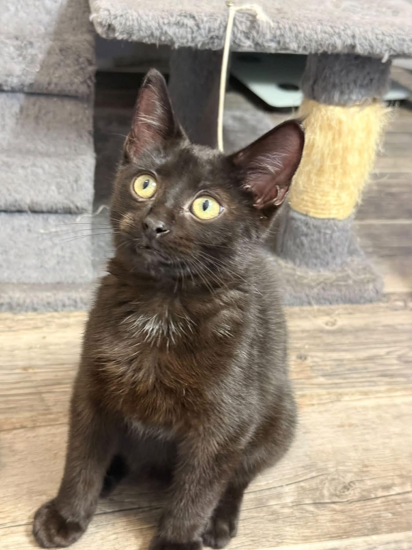 Enlarge Ashe, a Adoptable Domestic Short Hair in GALESVILLE, WI image 2/6