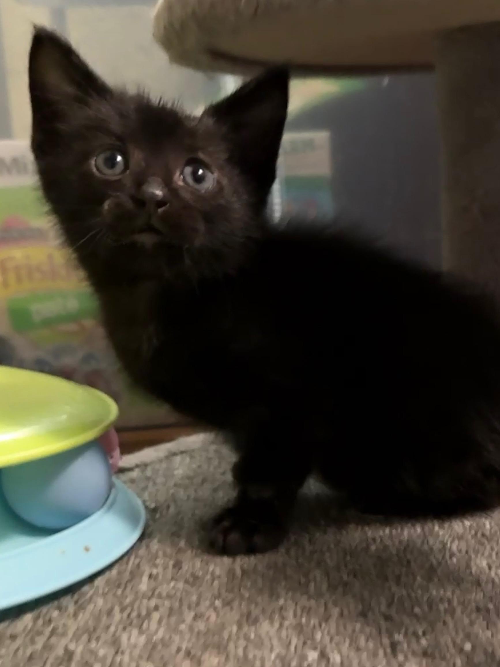Enlarge Ashe, a Adoptable Domestic Short Hair in GALESVILLE, WI image 5/6