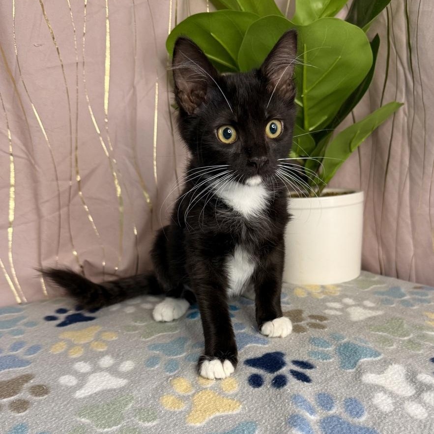 Cat for adoption - Sauda, a Domestic Short Hair in Enfield, CT | Petfinder