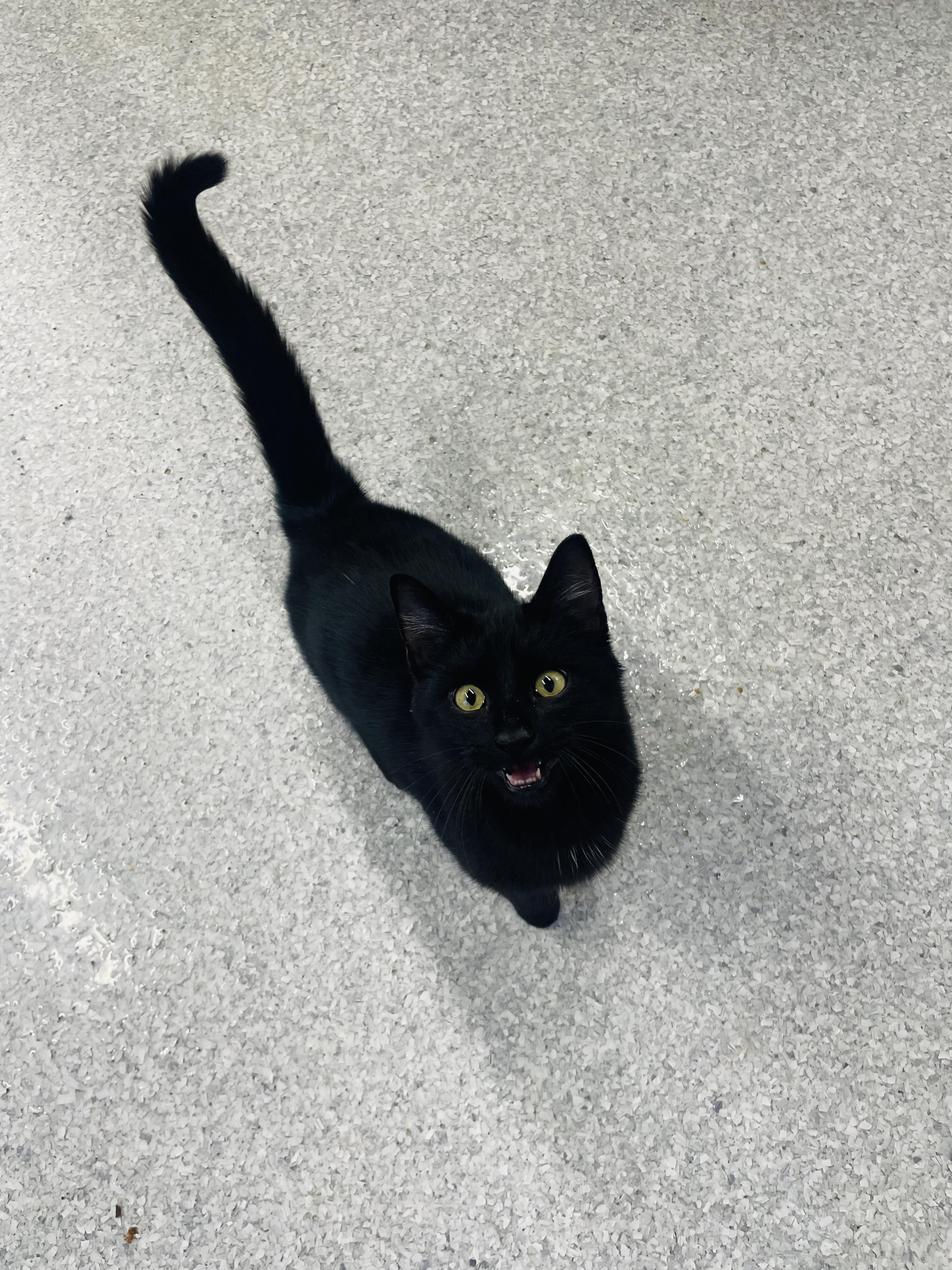 Nolan, Adoptable, Young Male Domestic Short Hair.