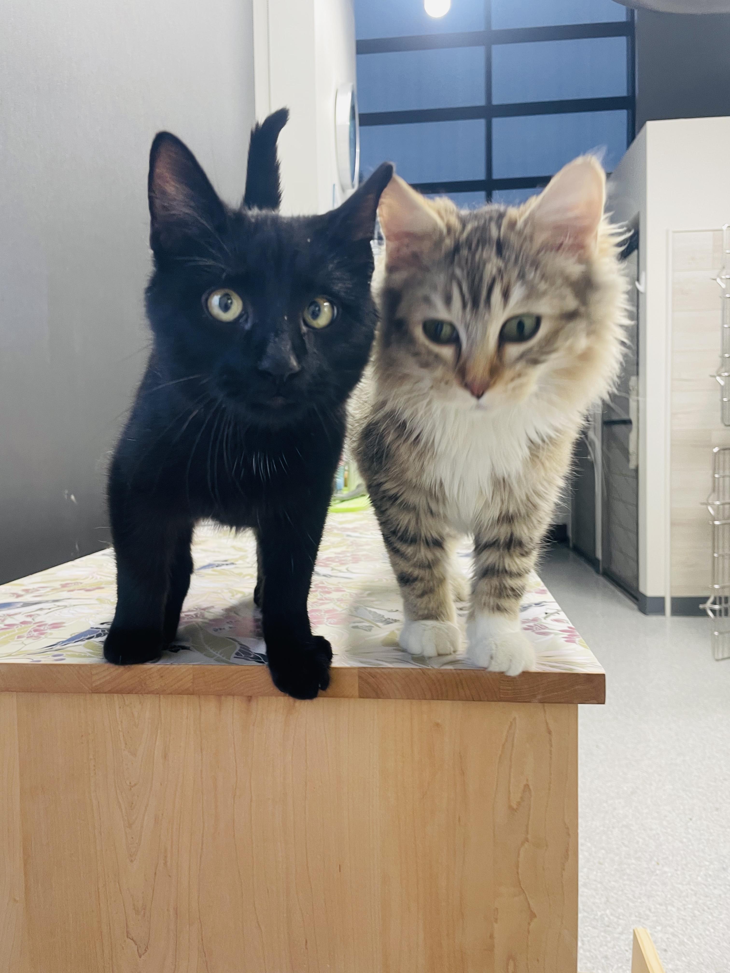 Nolan, a Adoptable Domestic Short Hair in Chicago, IL image 6/6