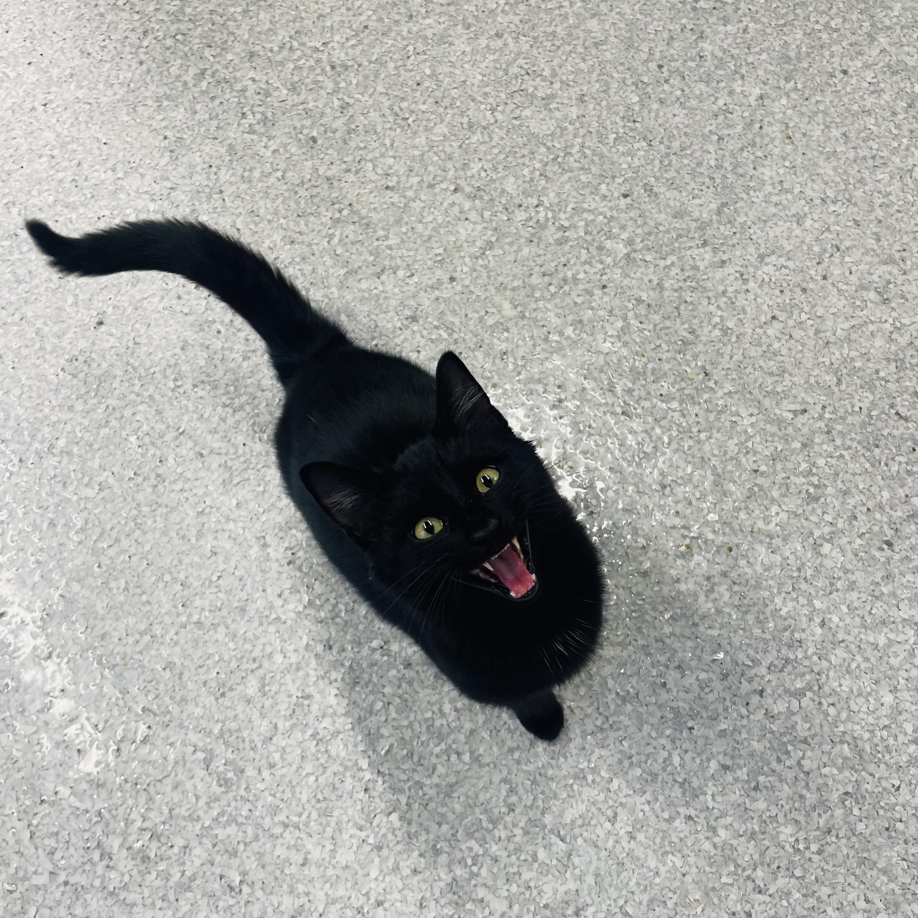 Nolan, a Adoptable Domestic Short Hair in Chicago, IL image 2/6