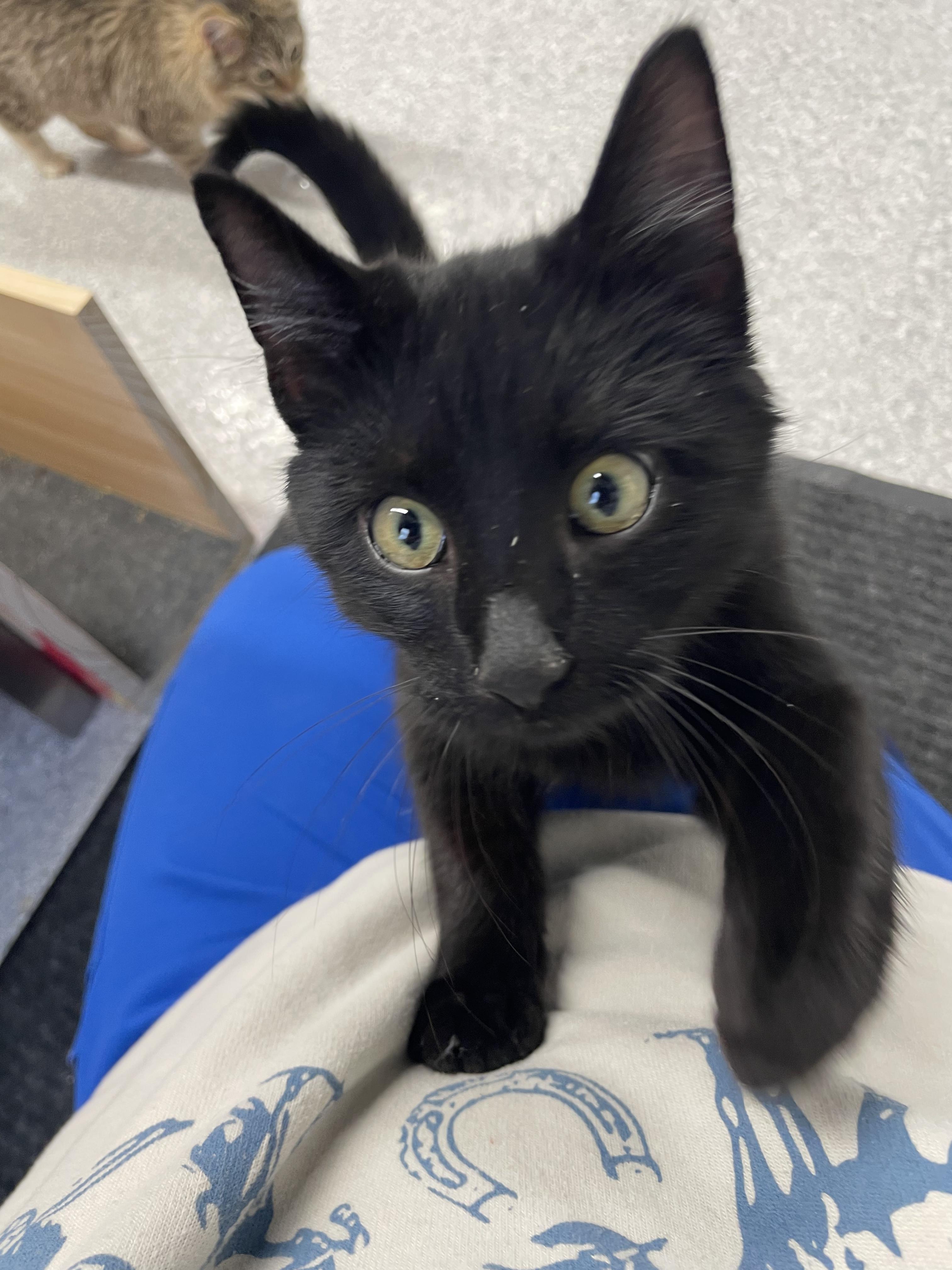 Nolan, a Adoptable Domestic Short Hair in Chicago, IL image 5/6