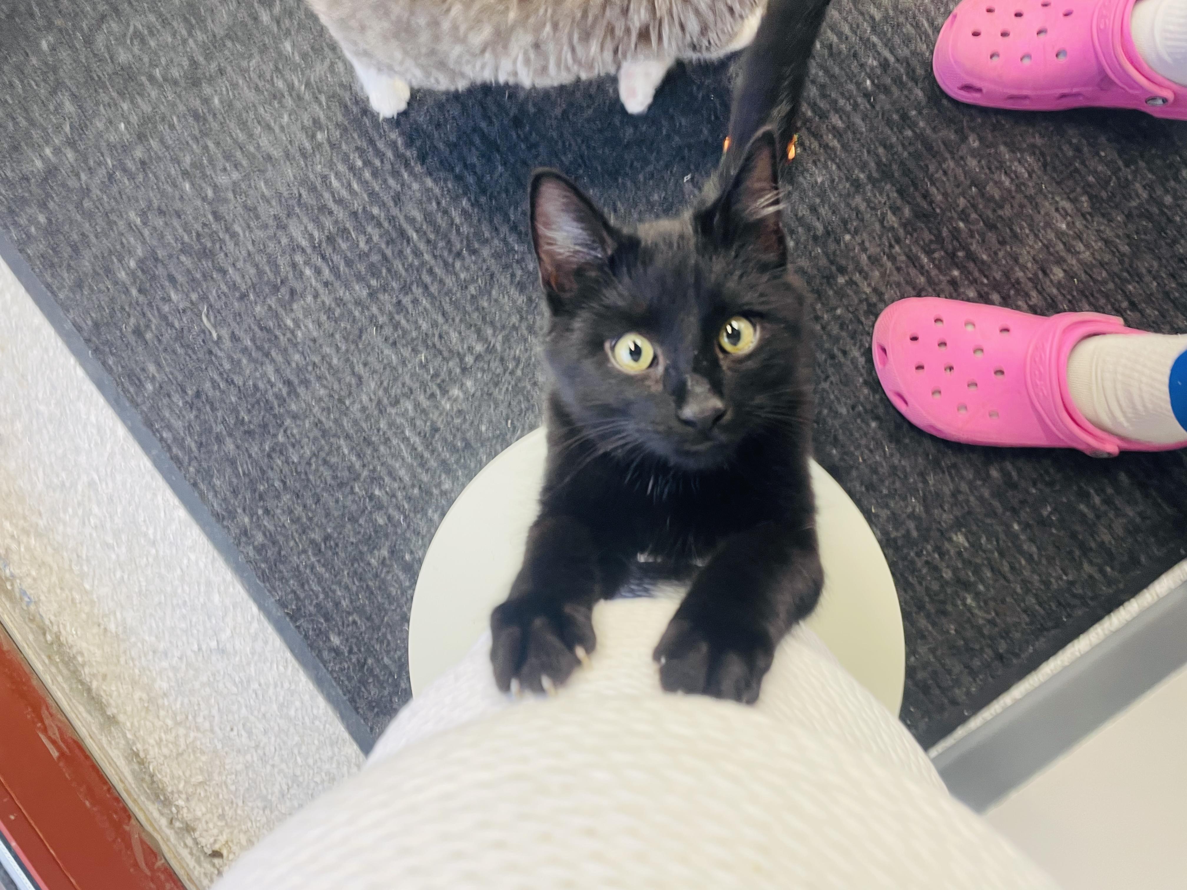 Nolan, a Adoptable Domestic Short Hair in Chicago, IL image 4/6