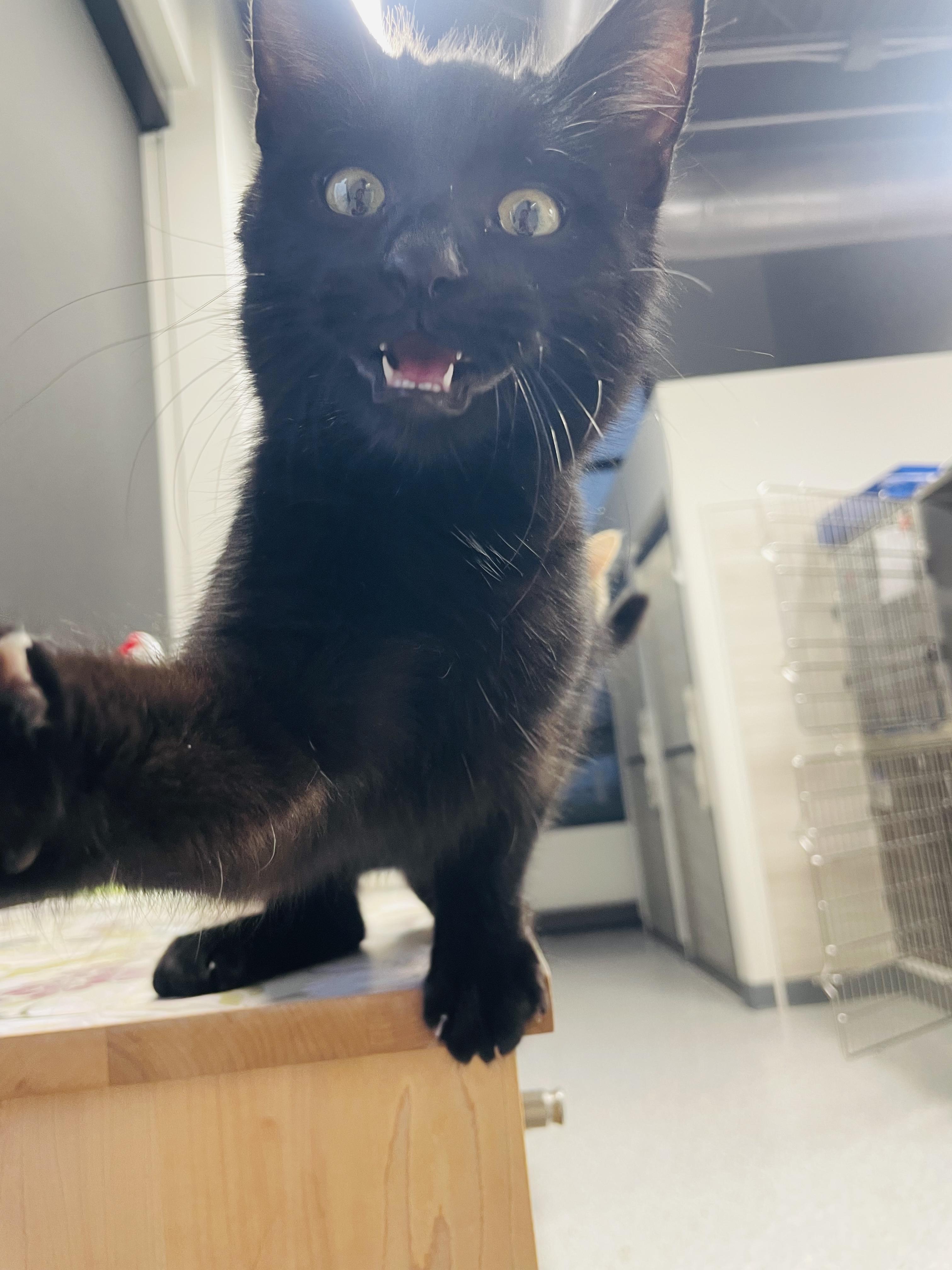 Nolan, a Adoptable Domestic Short Hair in Chicago, IL image 3/6