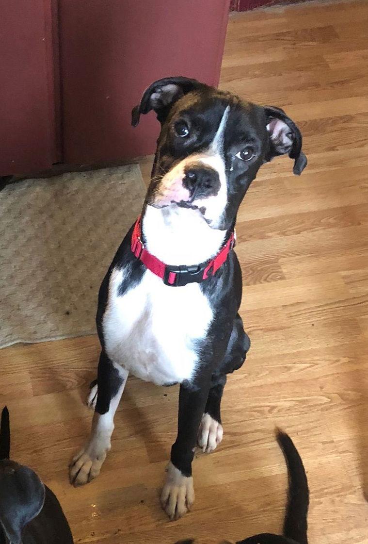 Enlarge Capone, a Adopted Boxer in Shakopee, MN image 1/3
